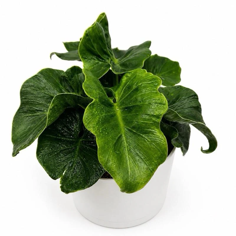 Philodendron ‘Atom’ - Image 2