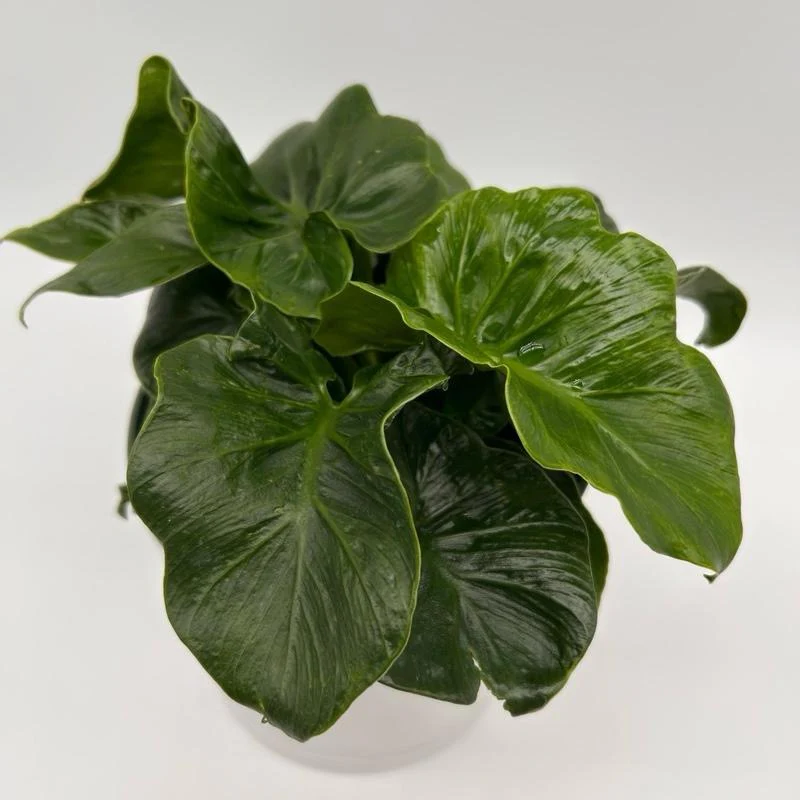Philodendron ‘Atom’ - Image 3