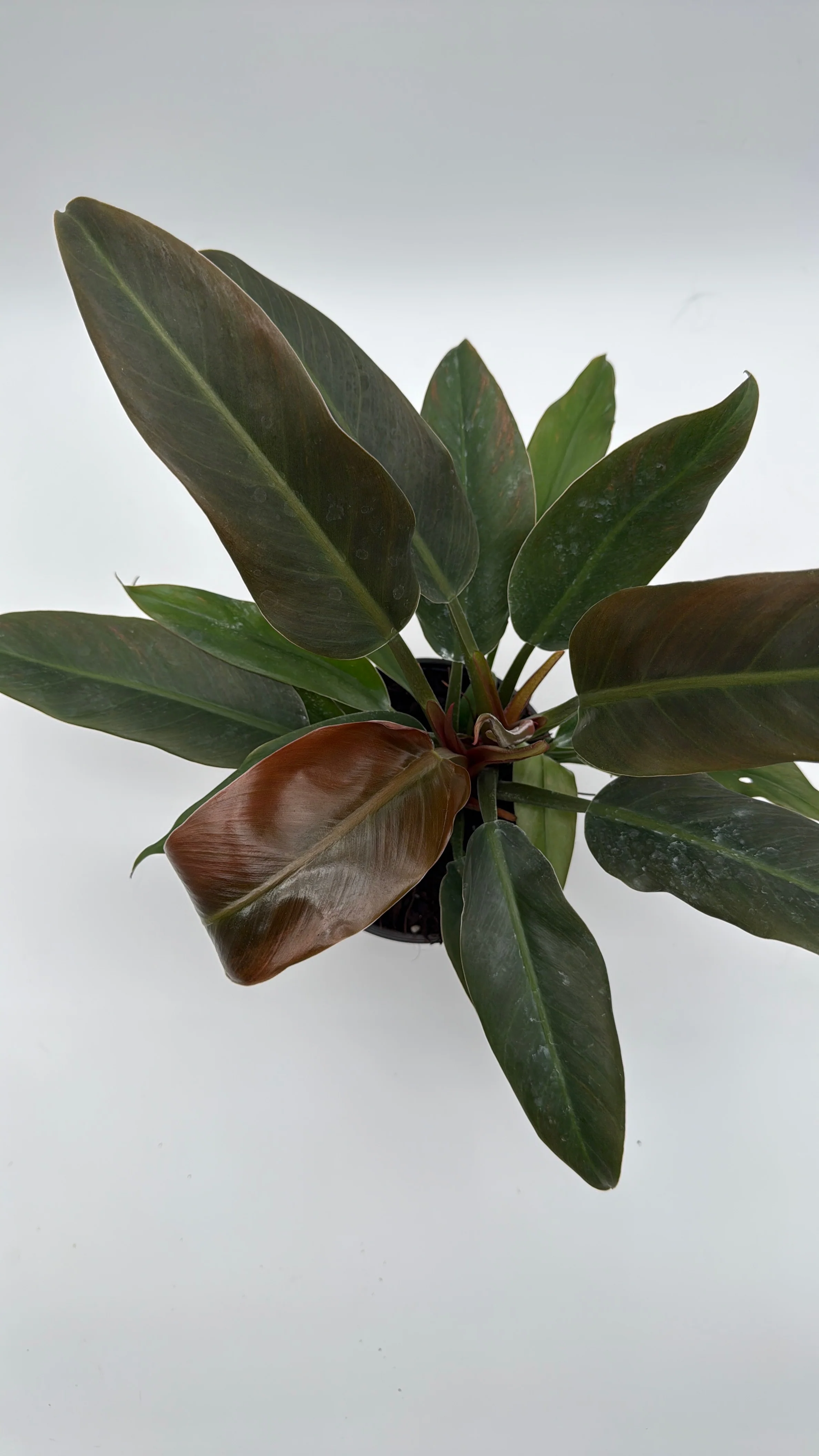 Philodendron Autumn - Image 2