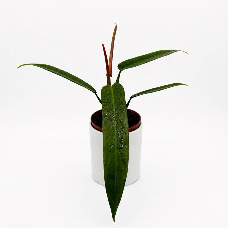 Philodendron ‘Bicolor’
