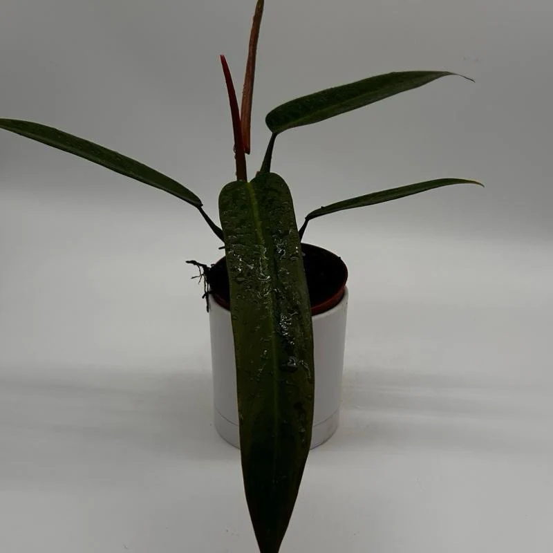 Philodendron ‘Bicolor’ - Image 2