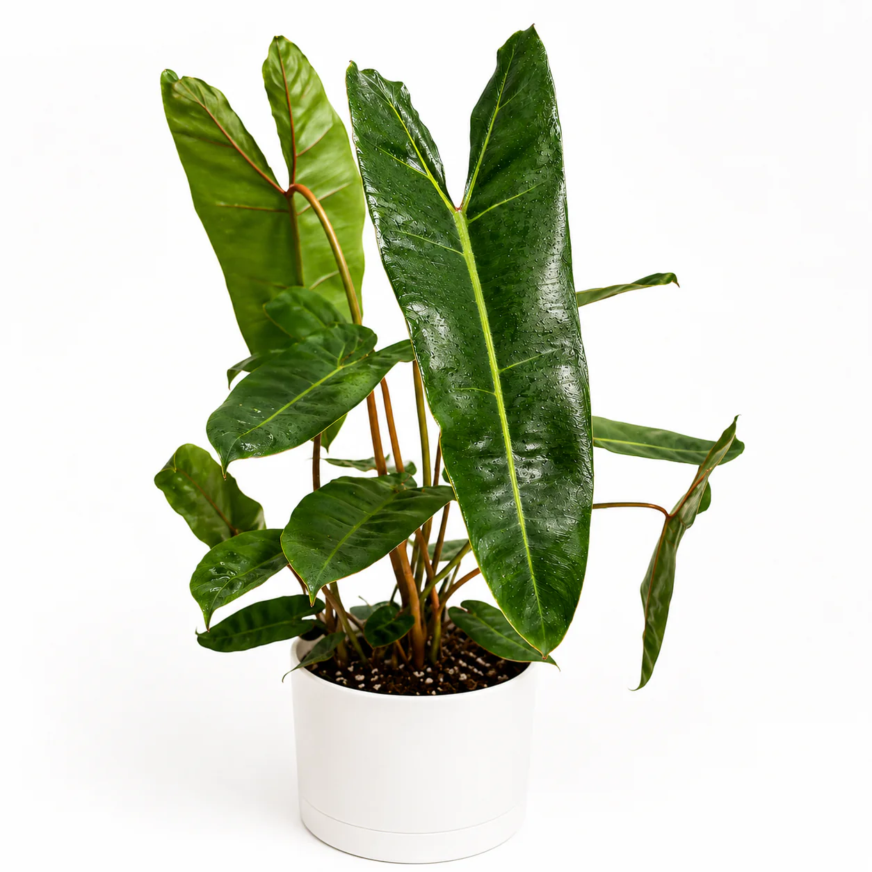 Philodendron Billietiae