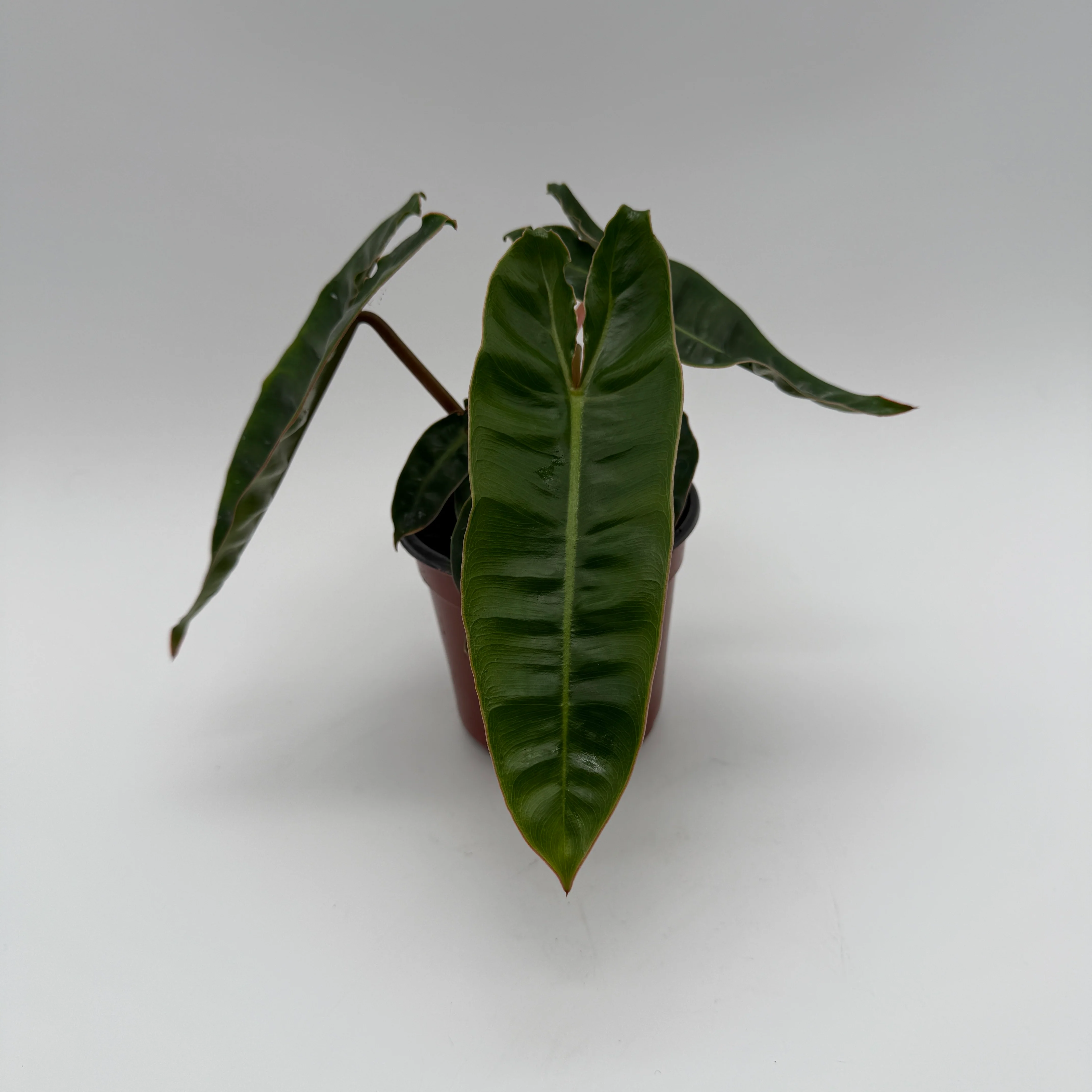 Philodendron Billietiae - Image 10