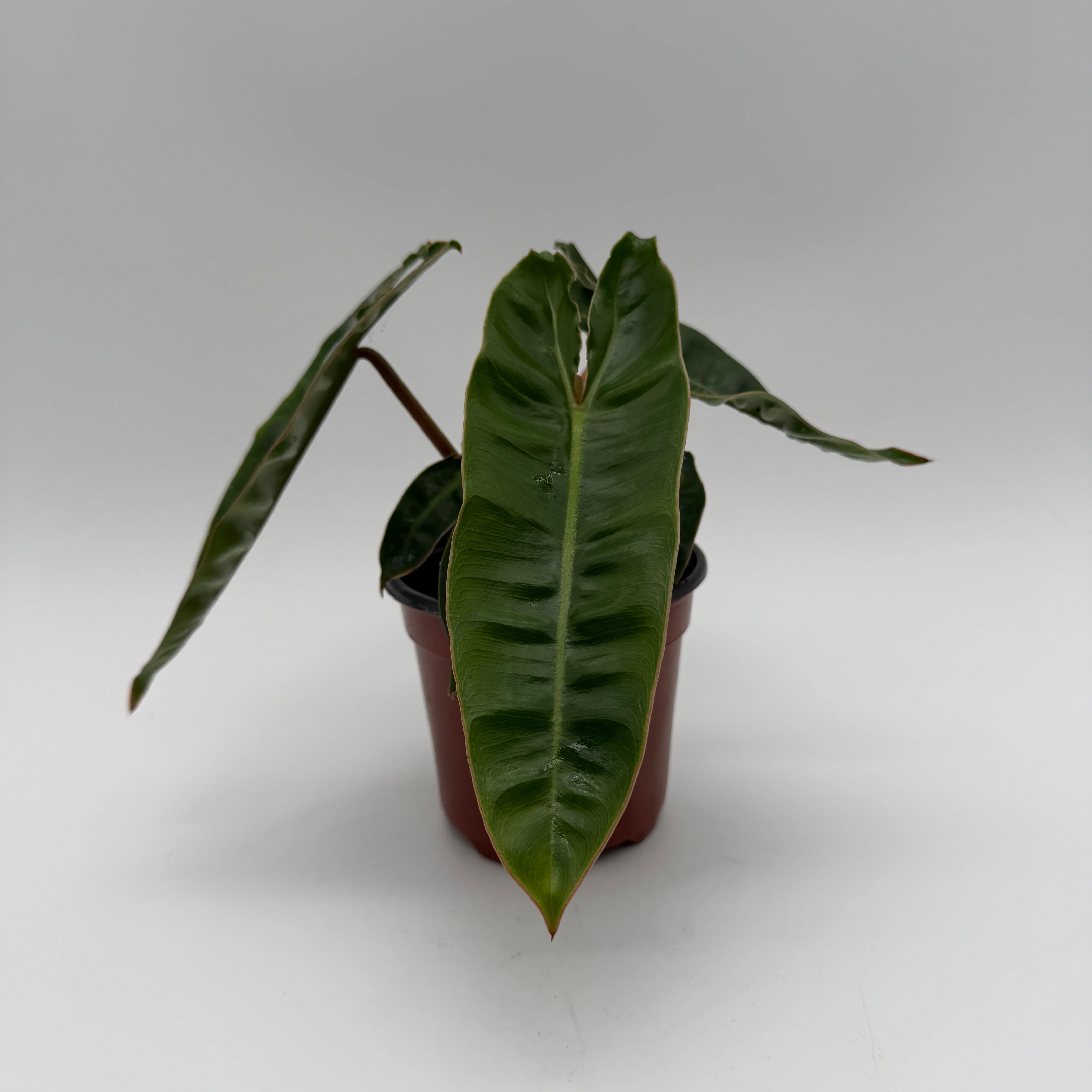 Philodendron Billietiae - Image 11