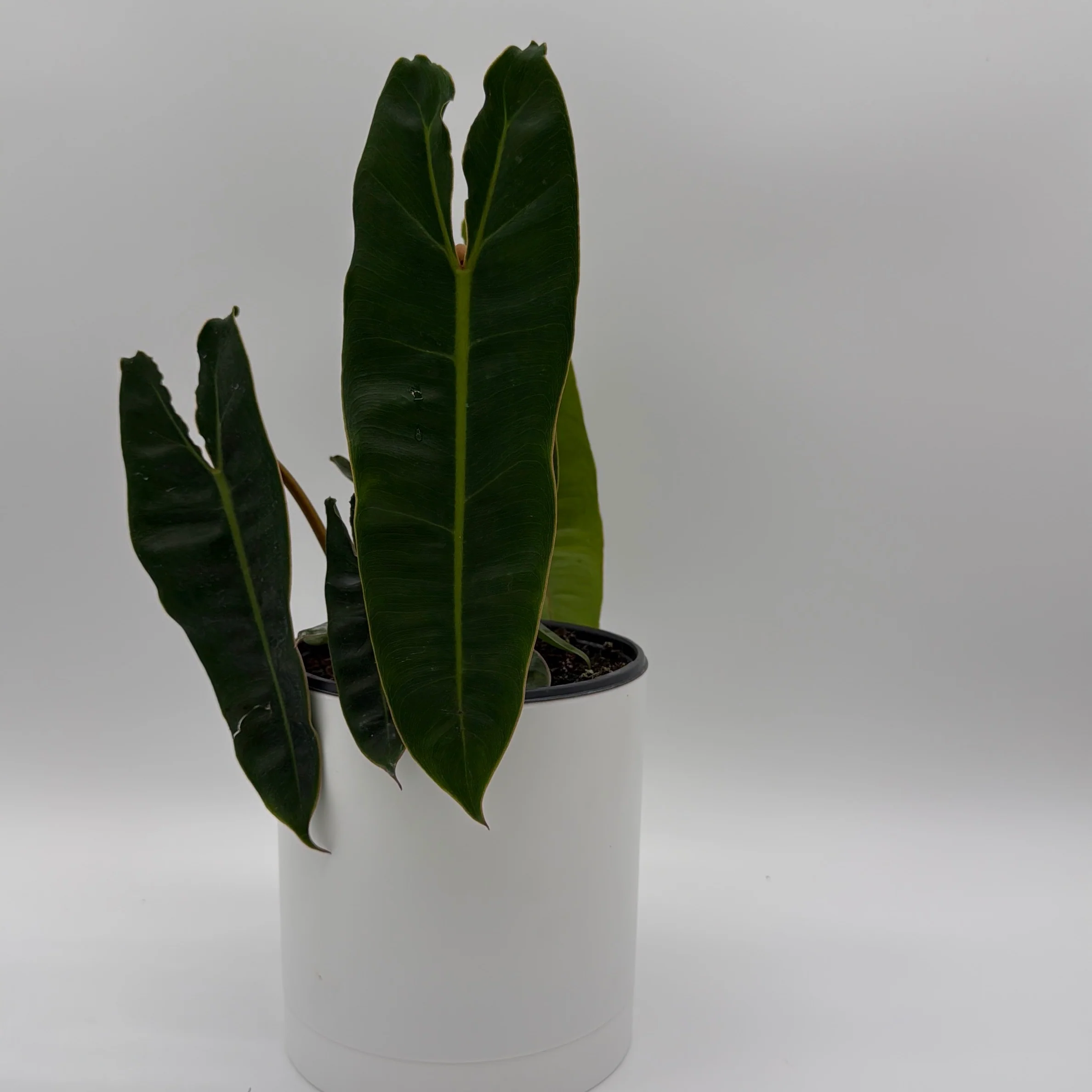 Philodendron Billietiae - Image 3