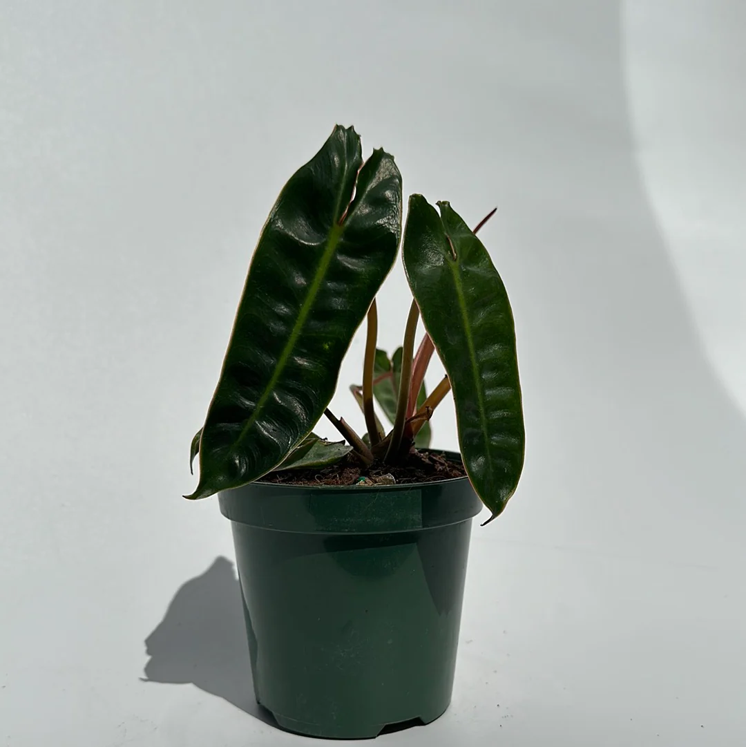 Philodendron Billietiae - Image 4