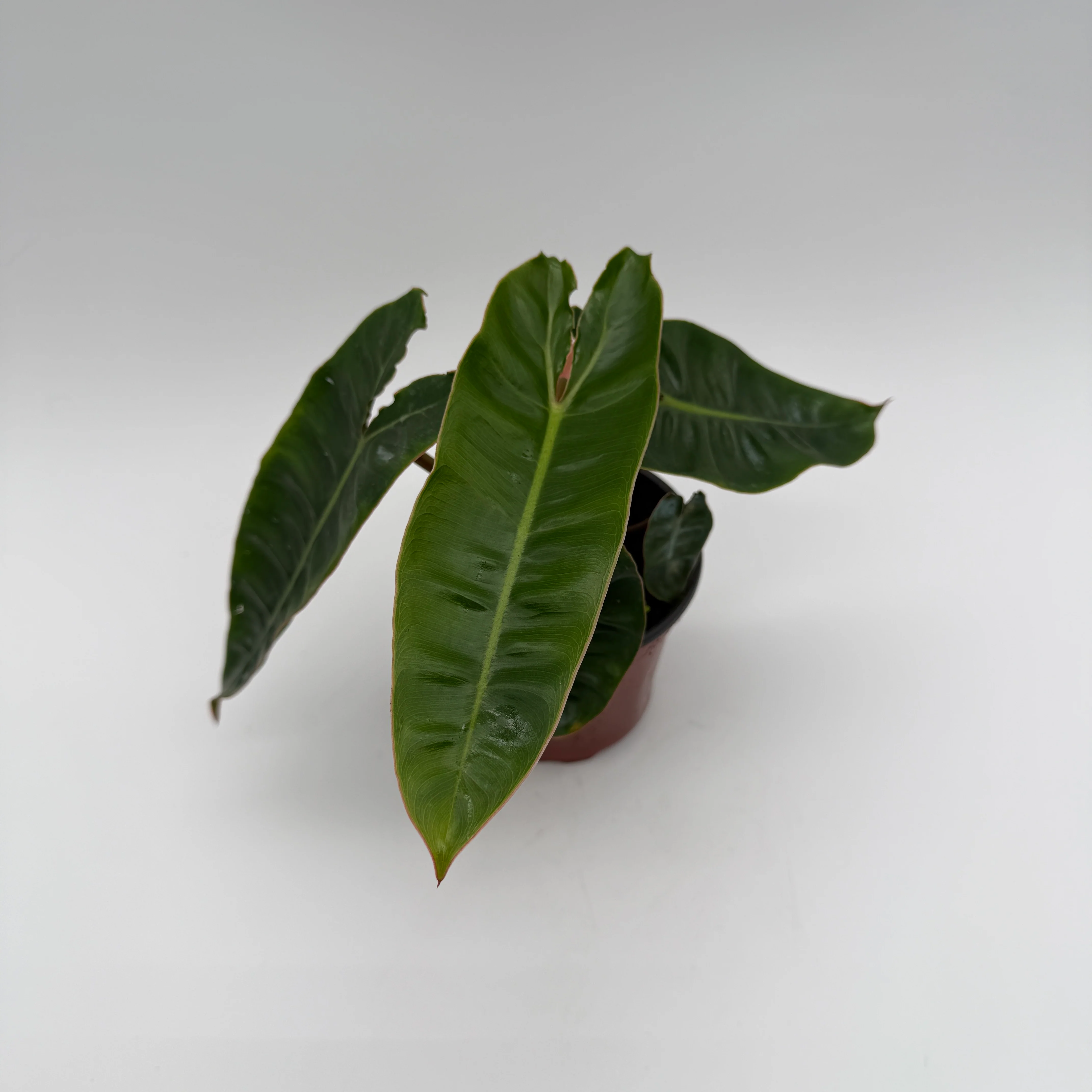 Philodendron Billietiae - Image 6