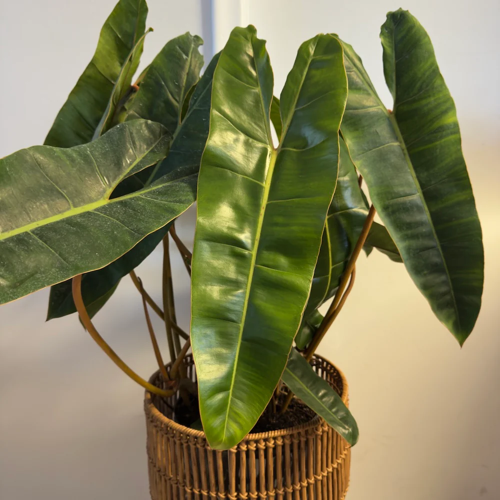 Philodendron Billietiae - Image 7