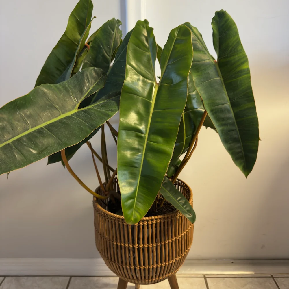 Philodendron Billietiae - Image 8