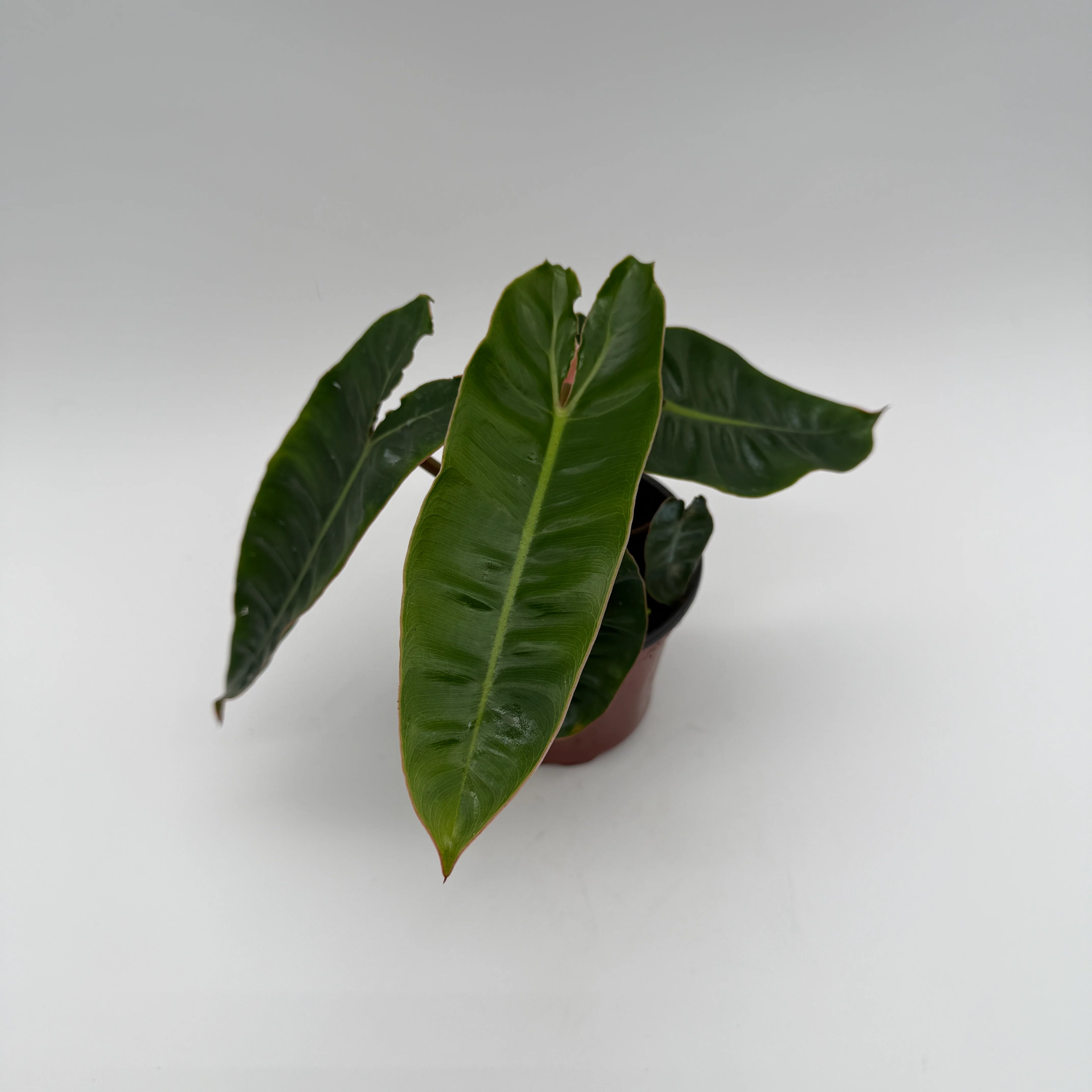 Philodendron Billietiae - Image 9