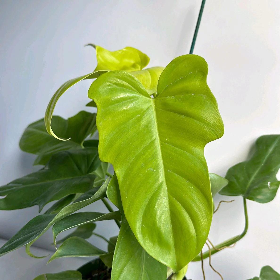 Philodendron Bipennifolium Aurea - Image 2