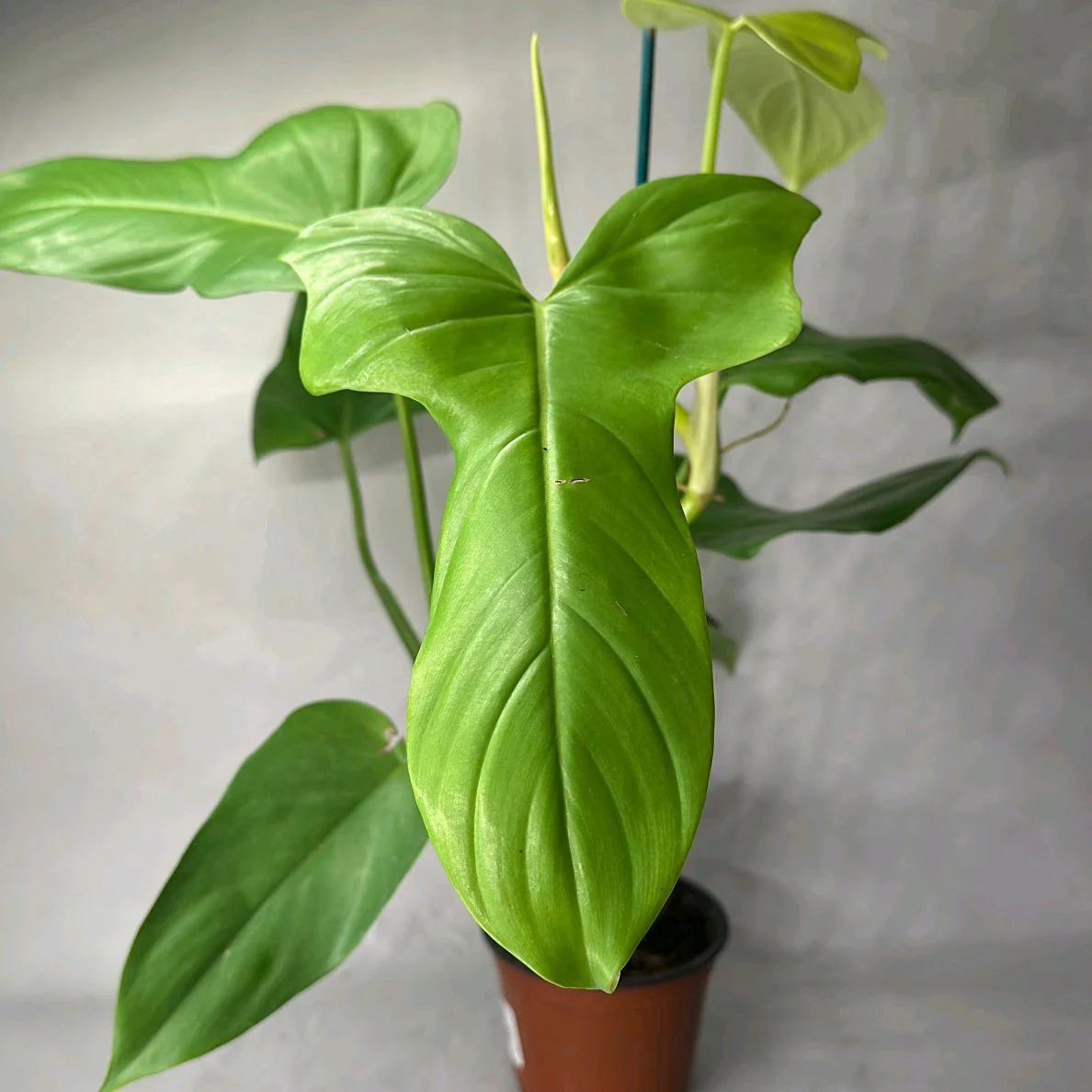 Philodendron Bipennifolium Aurea - Image 3