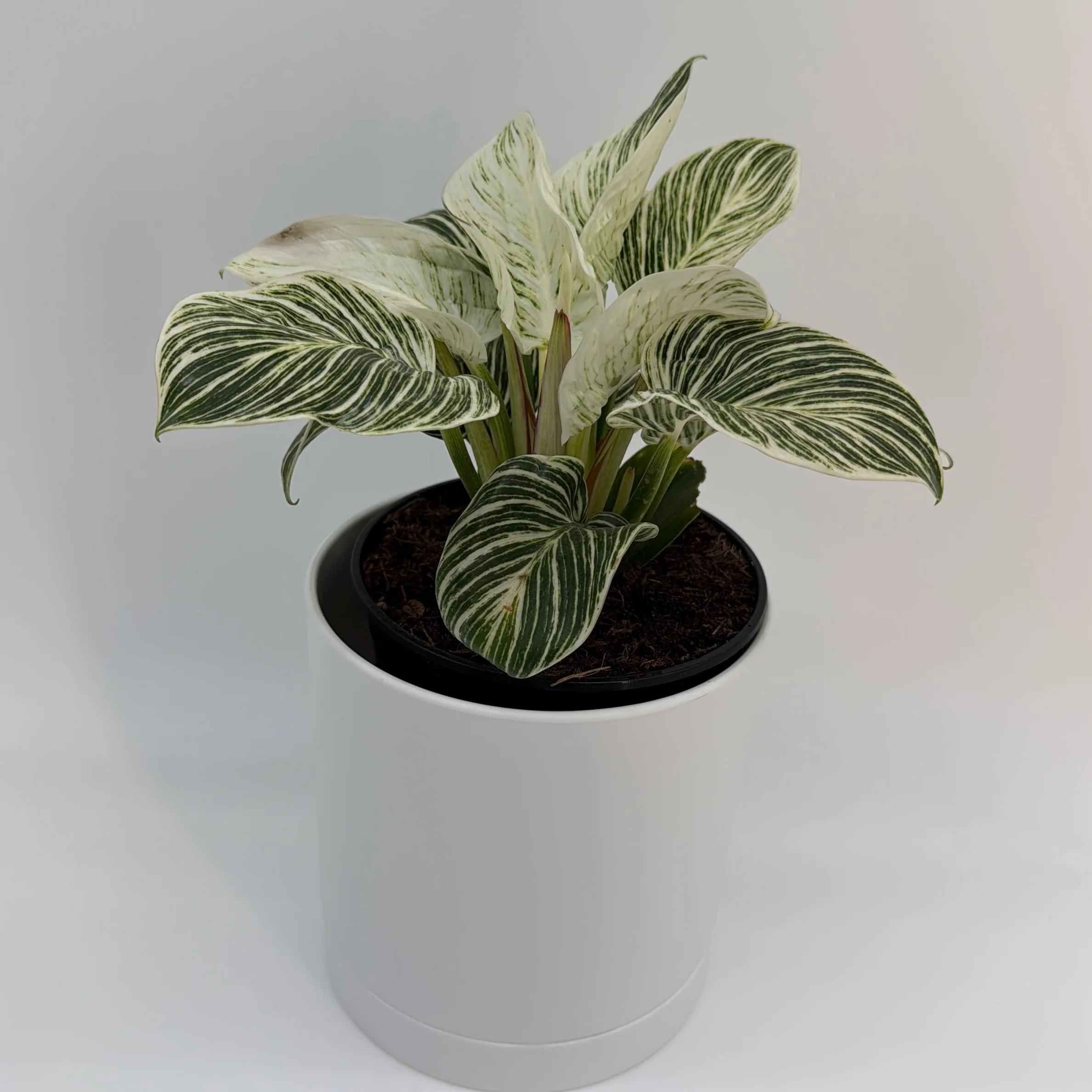 Philodendron Birkin - Image 3