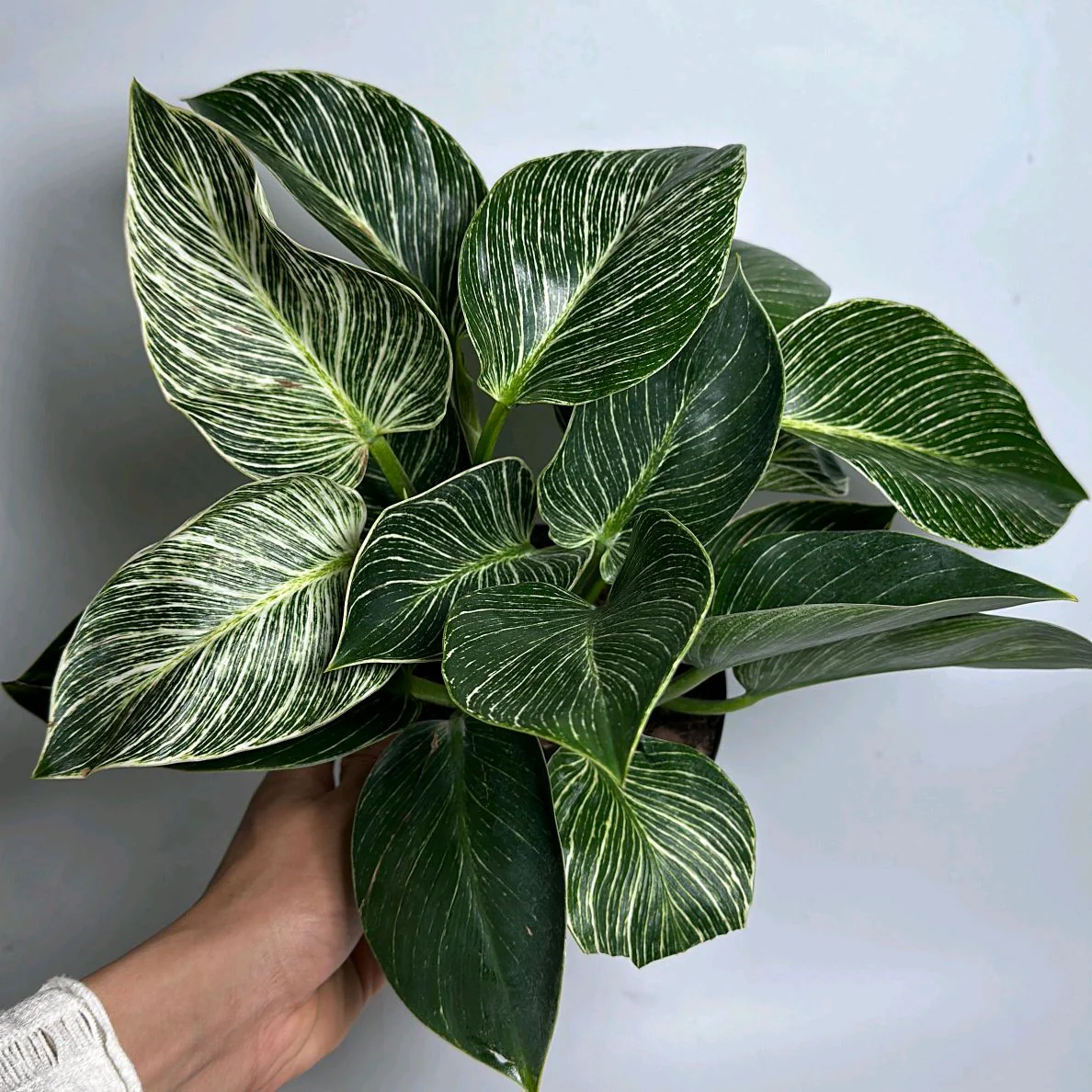 Philodendron Birkin - Image 4