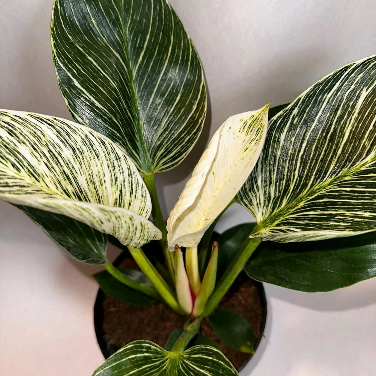Philodendron Birkin - Image 5