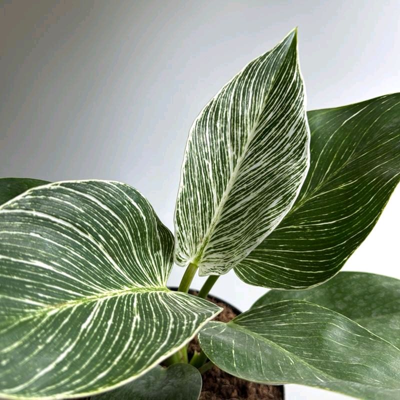 Philodendron Birkin - Image 6