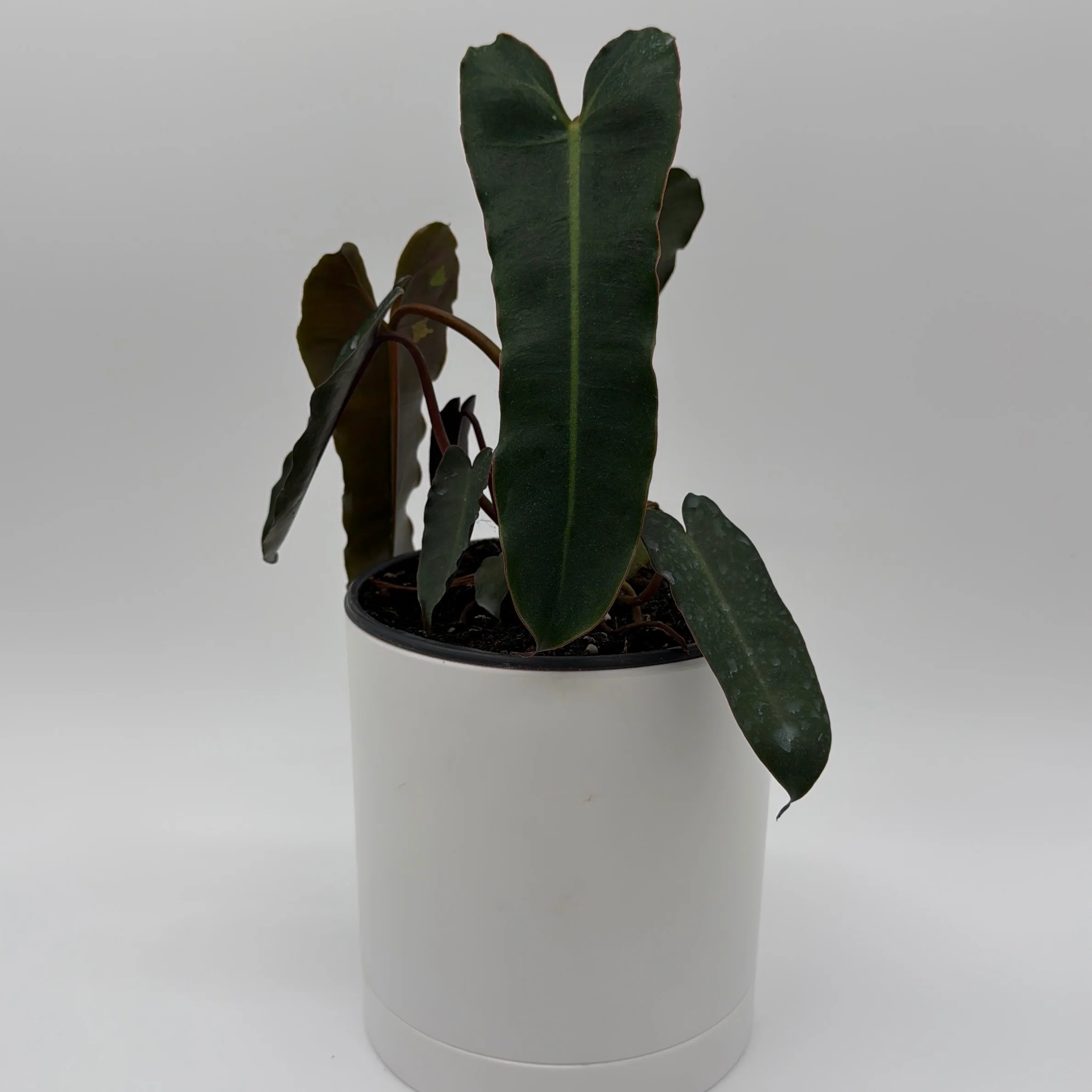 Philodendron Black Billietiae
