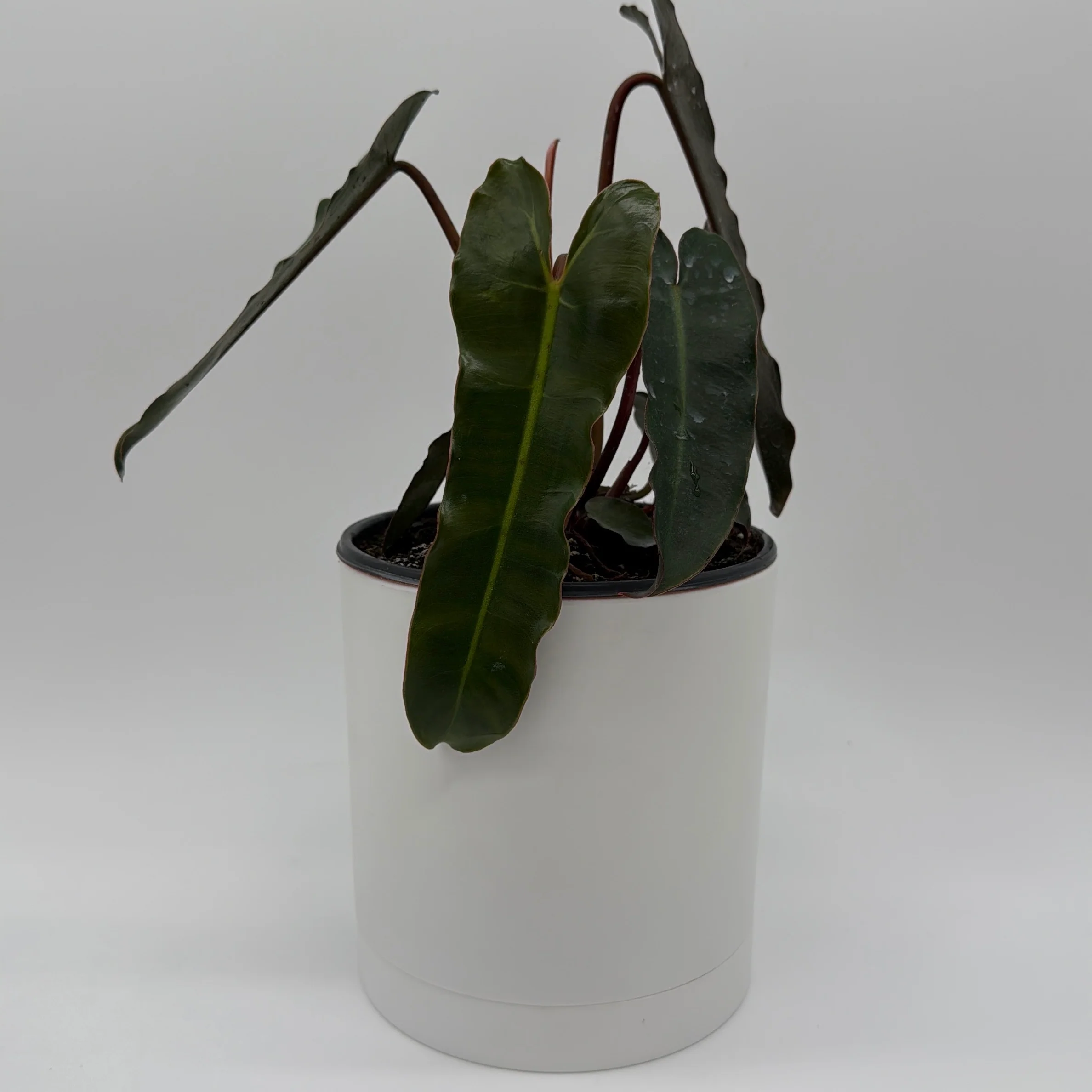 Philodendron Black Billietiae - Image 3