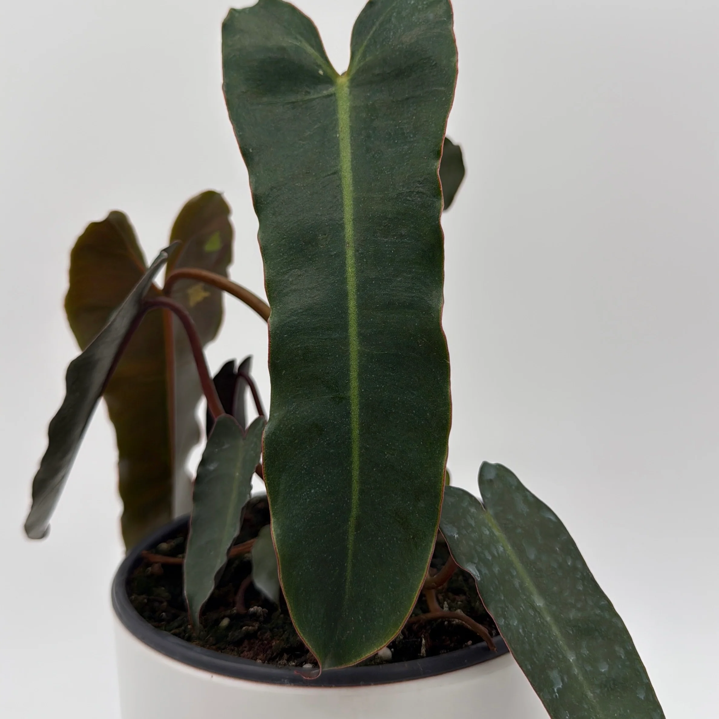 Philodendron Black Billietiae - Image 4