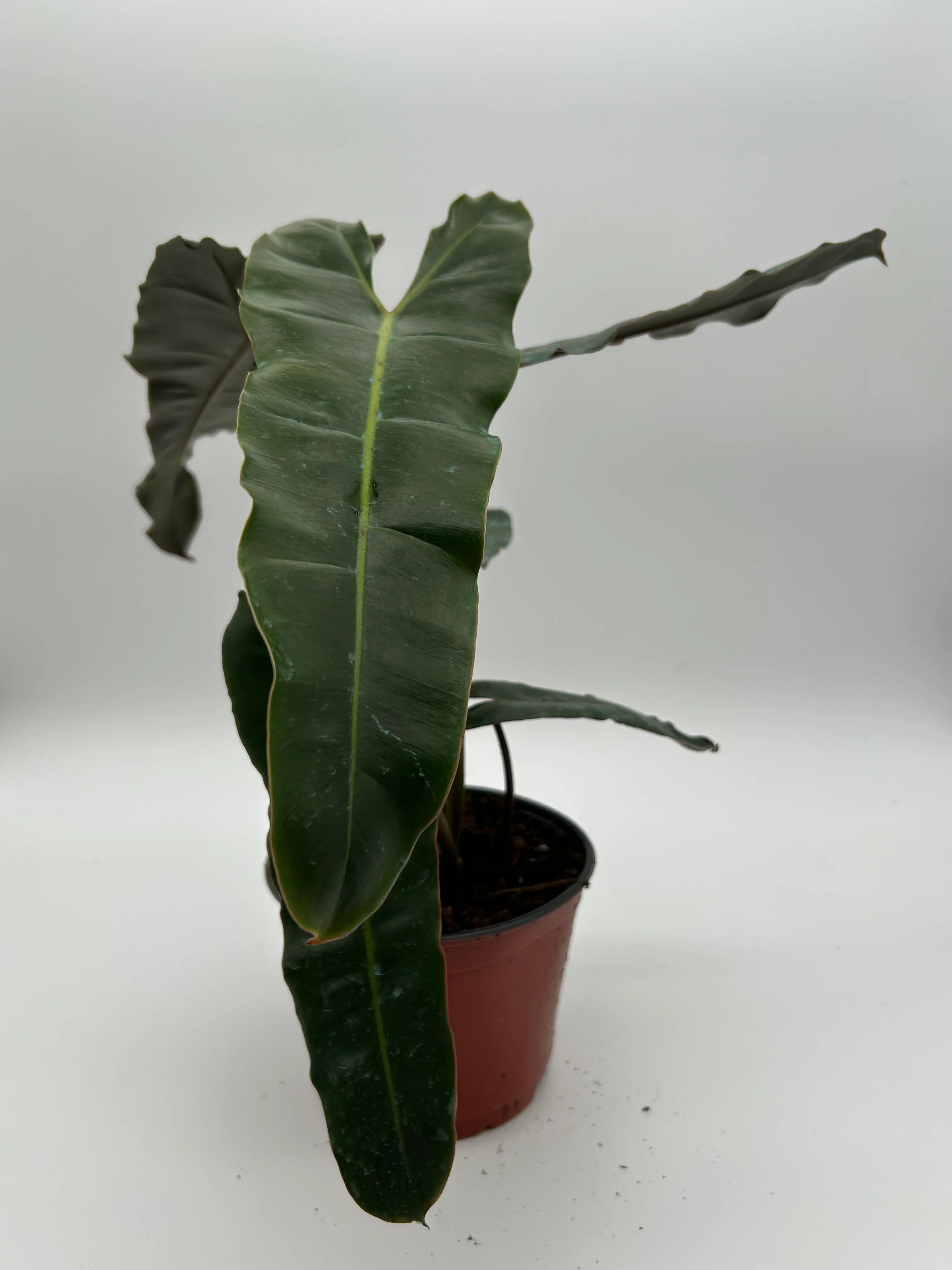 Philodendron Black Billietiae x Atabapoense - Image 3
