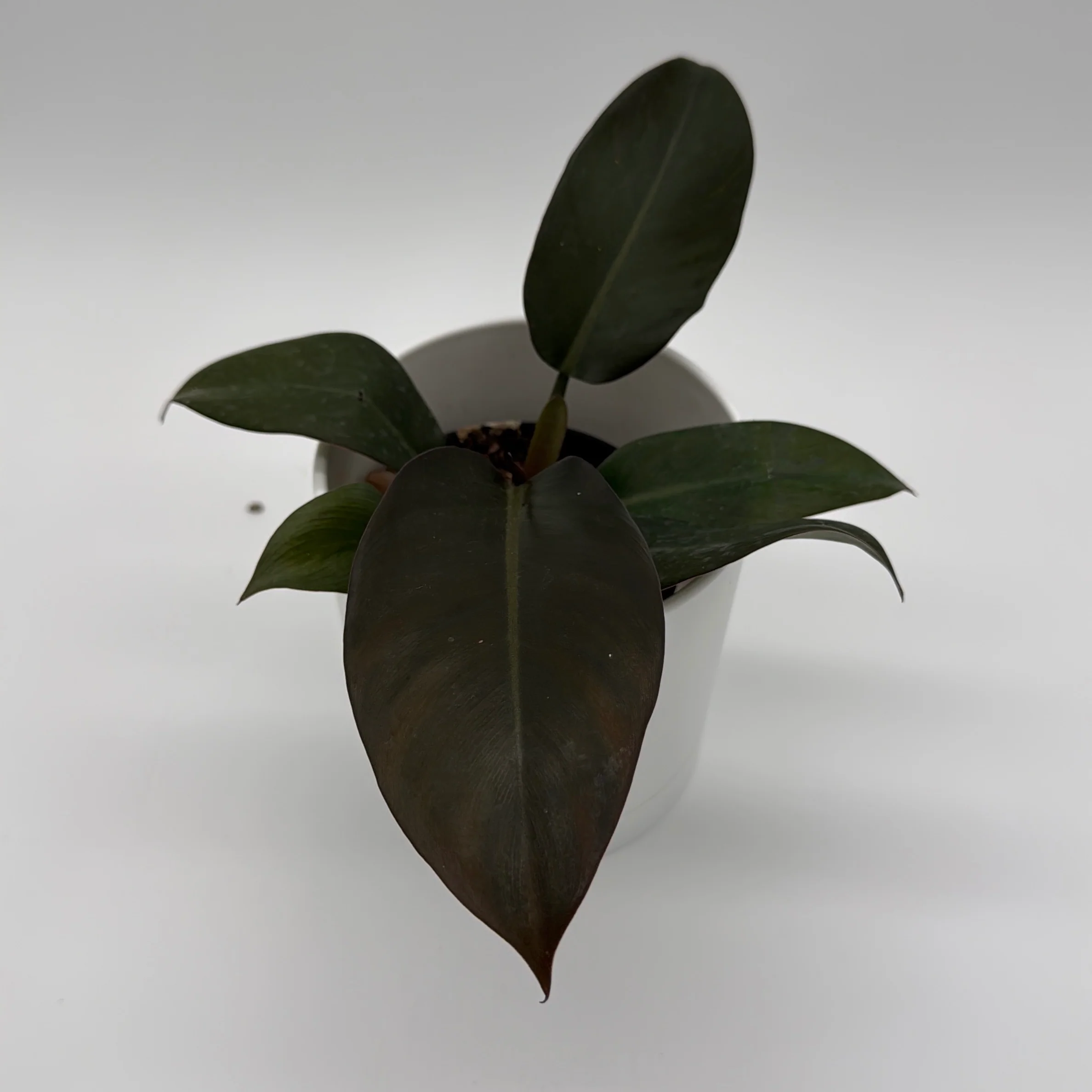Philodendron Black Cardinal - Image 2