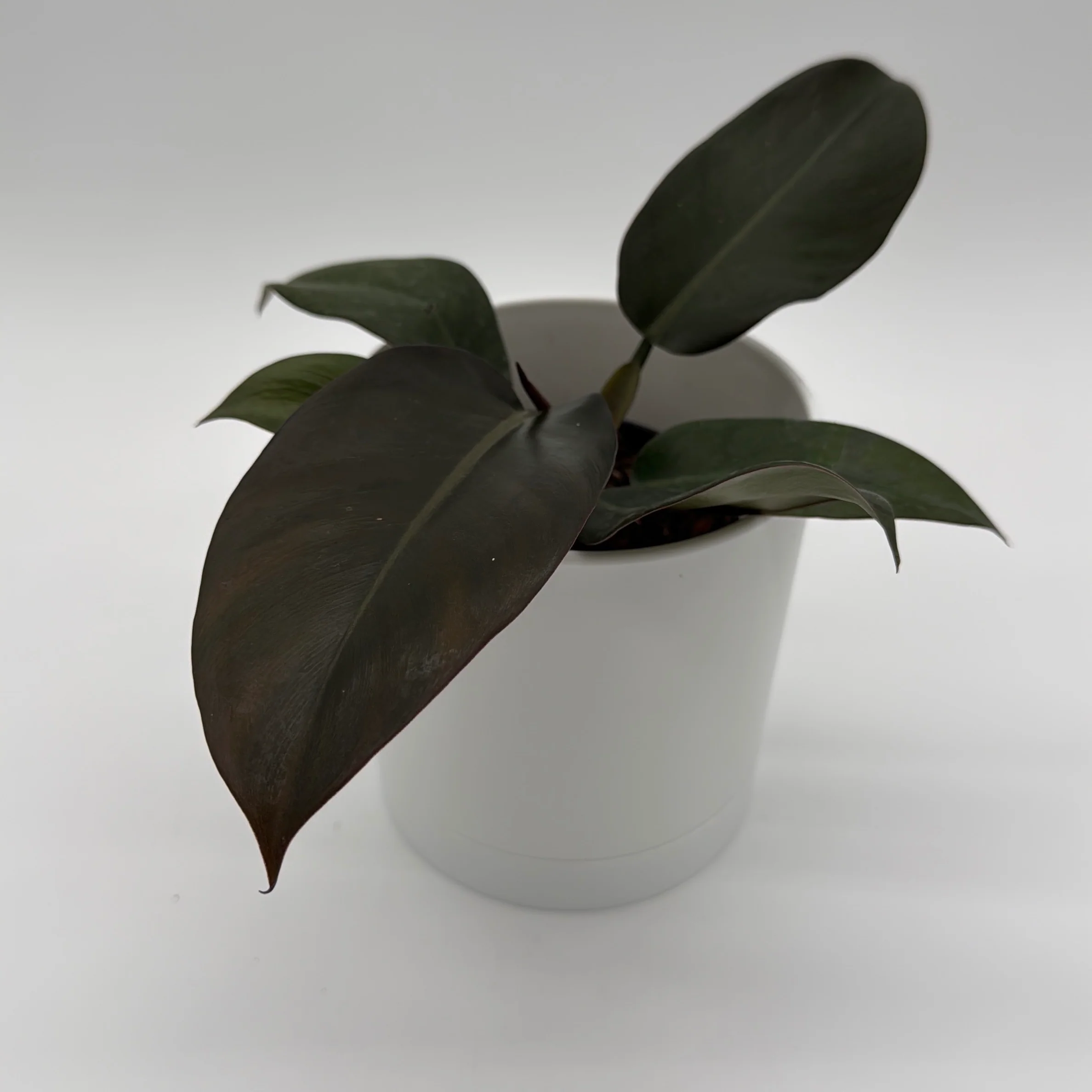 Philodendron Black Cardinal - Image 3