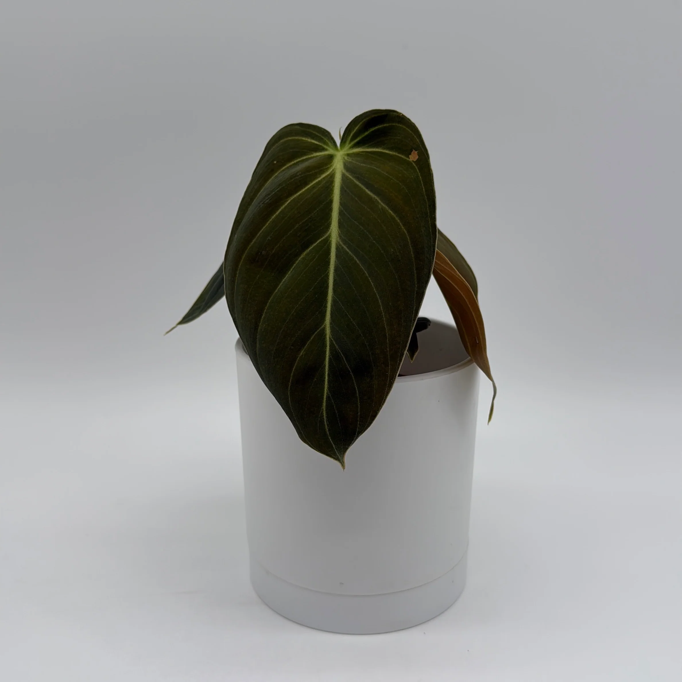 Philodendron Black Gold - Image 2