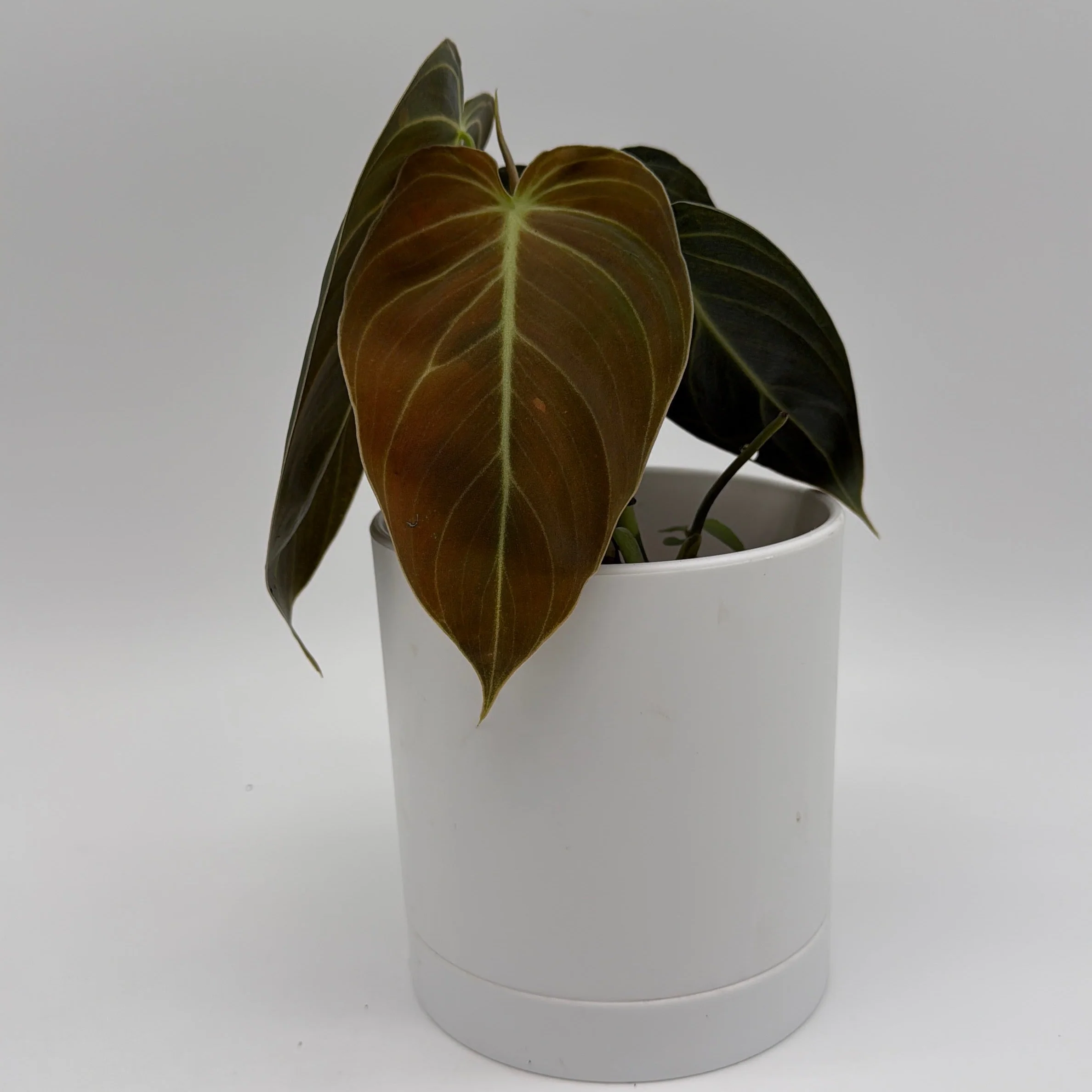 Philodendron Black Gold - Image 3