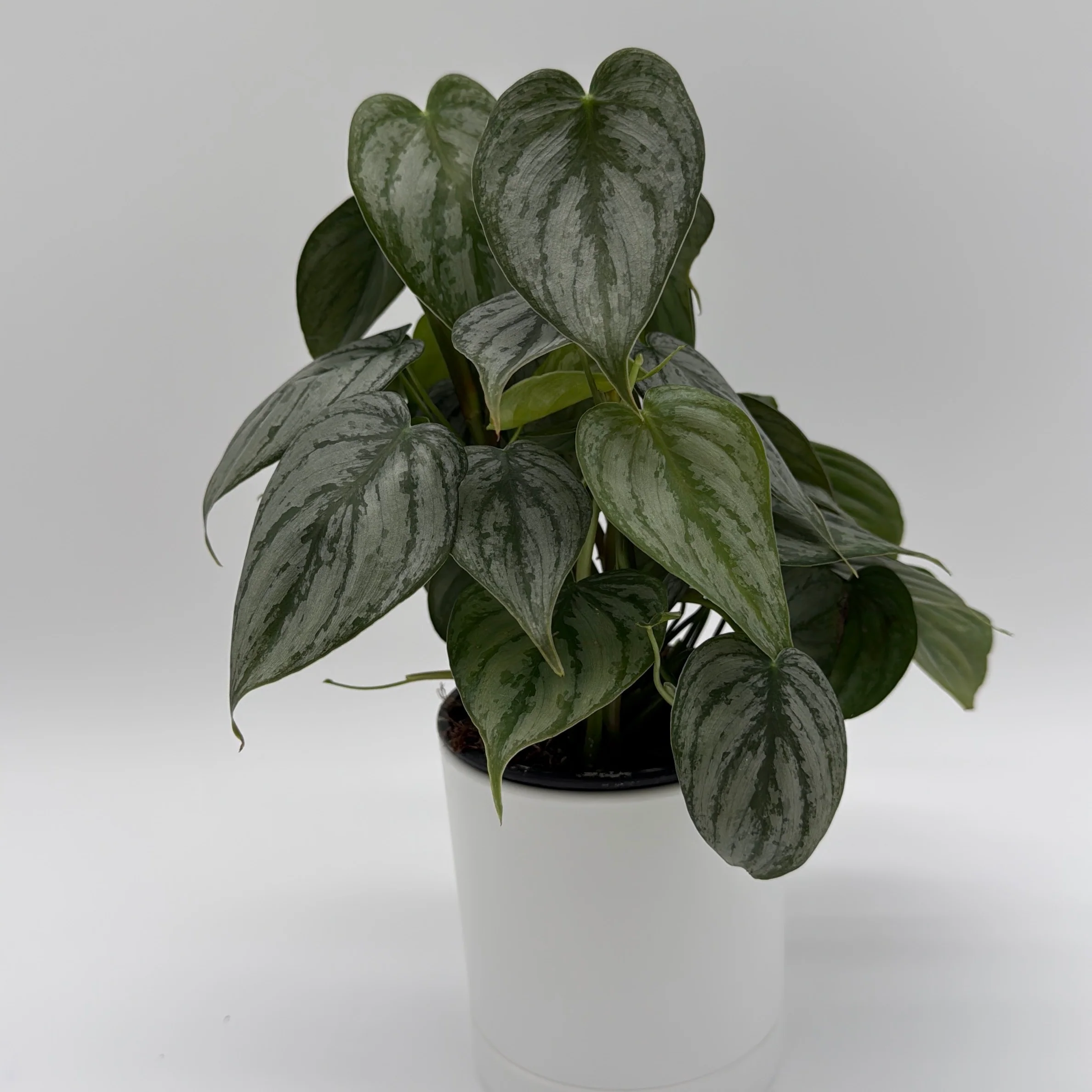 Philodendron Brandi - Image 3