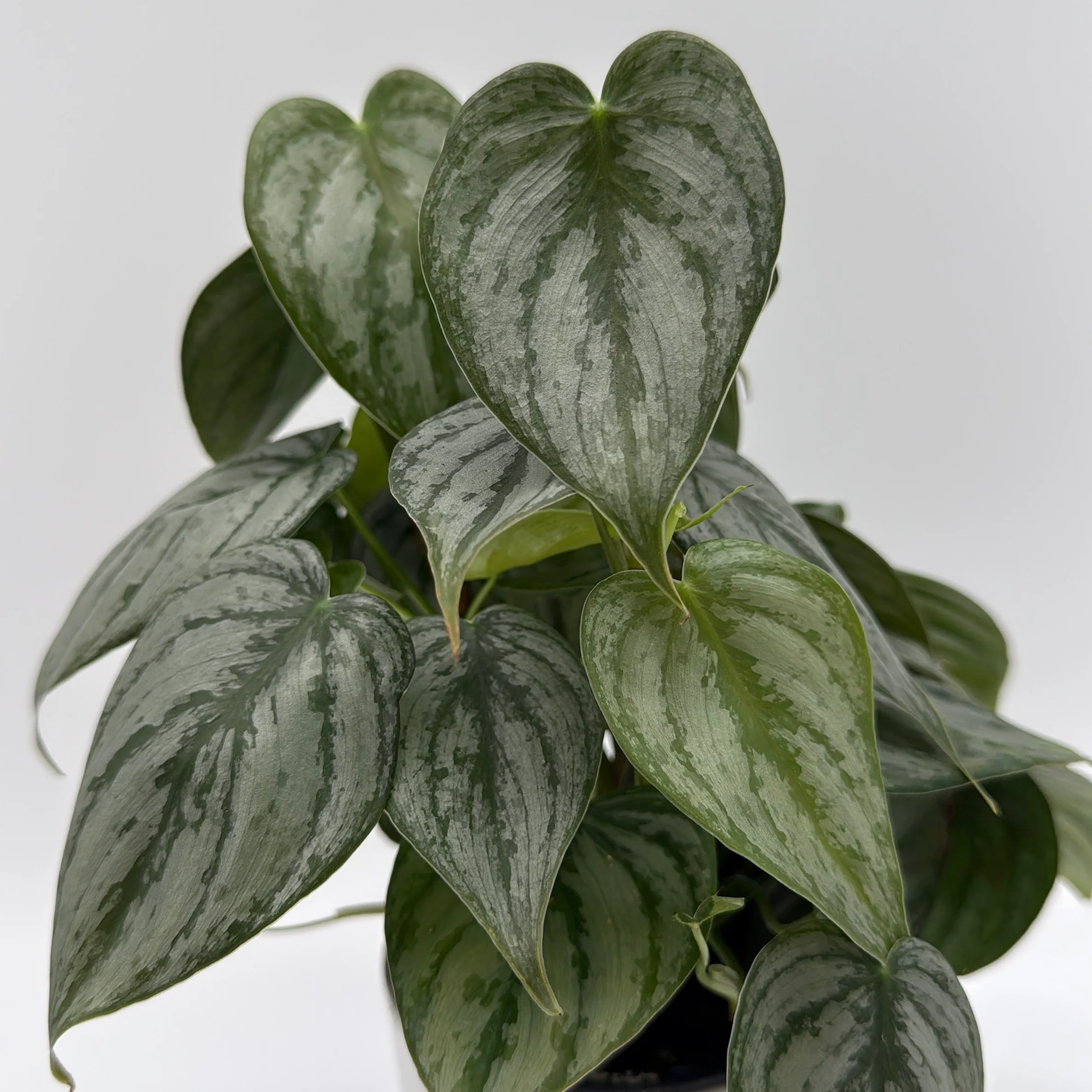 Philodendron Brandi - Image 4