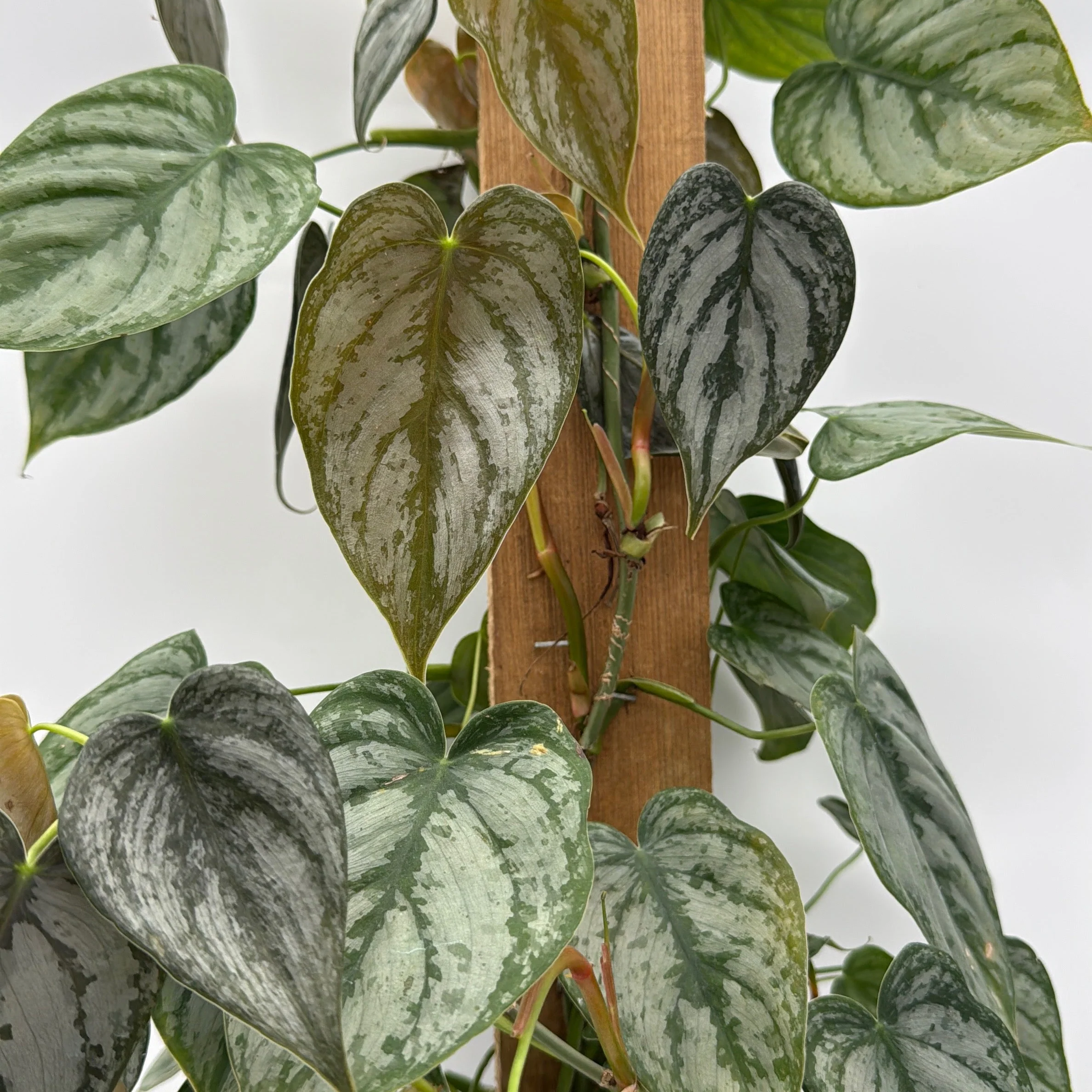 Philodendron Brandi - Image 7