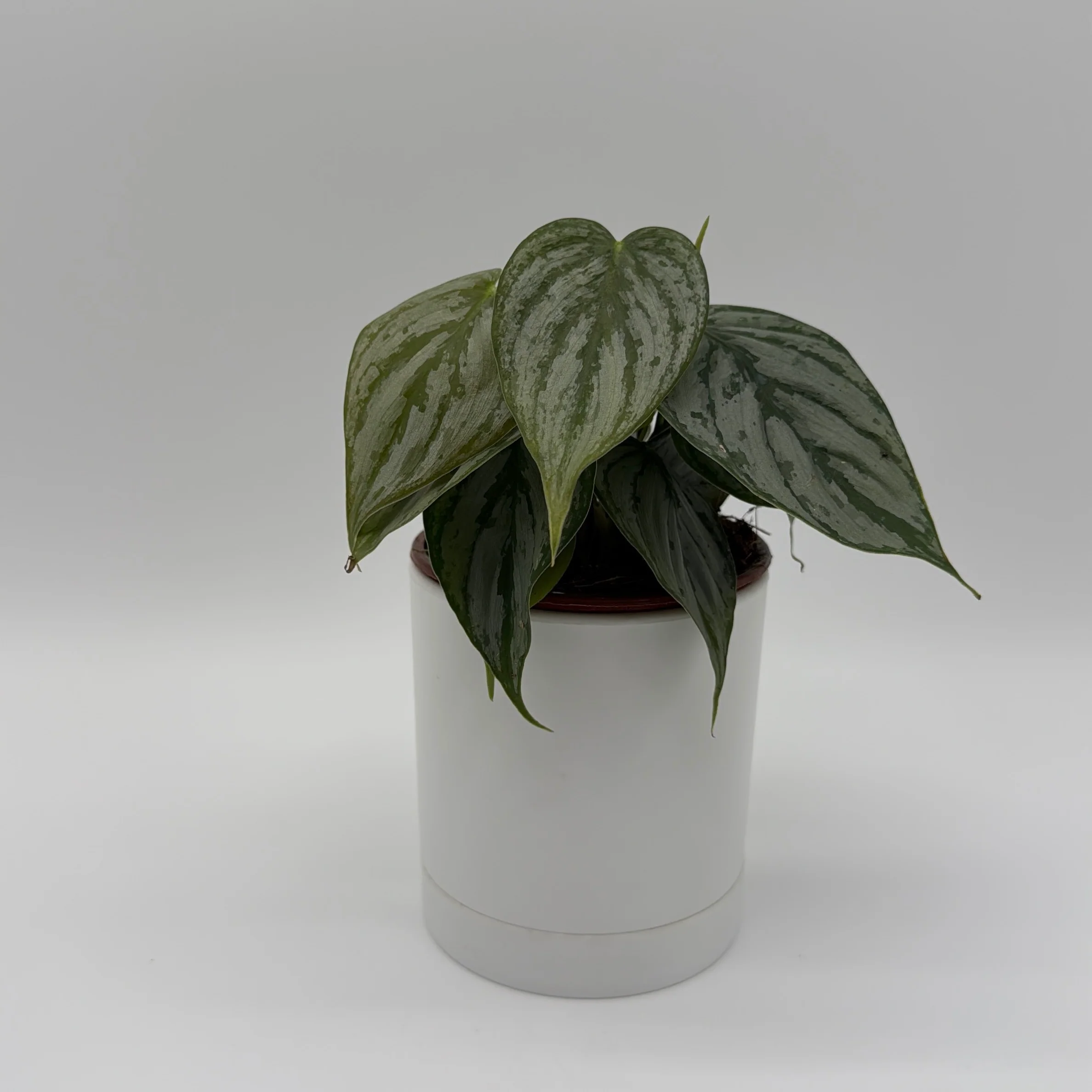 Philodendron Brandi - Image 9
