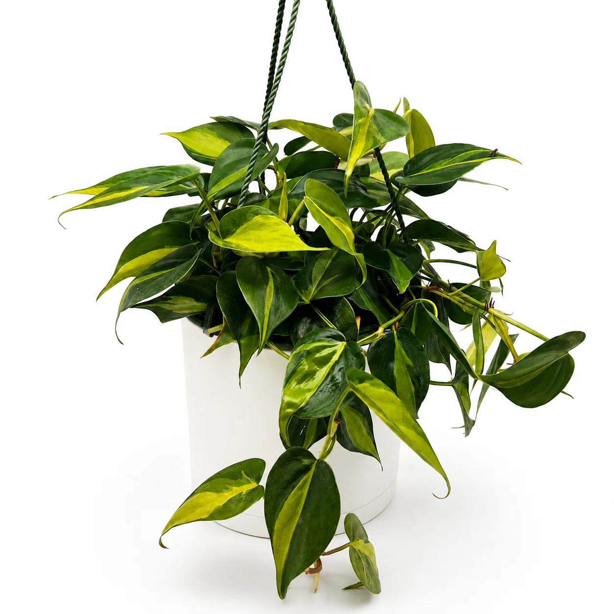 Philodendron Brazil - Image 10
