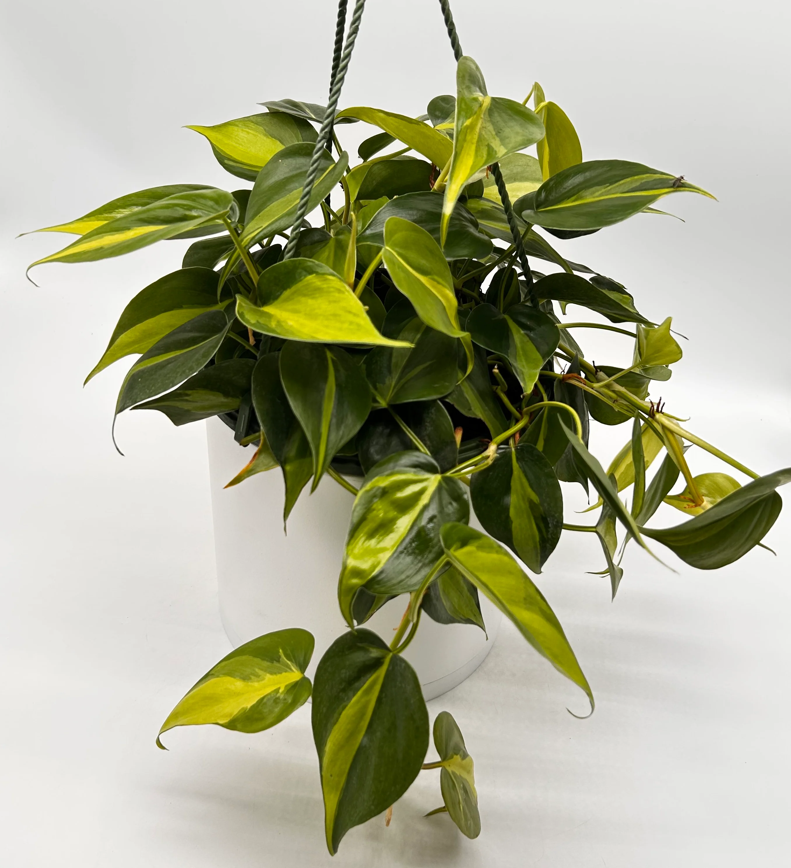 Philodendron Brazil - Image 11