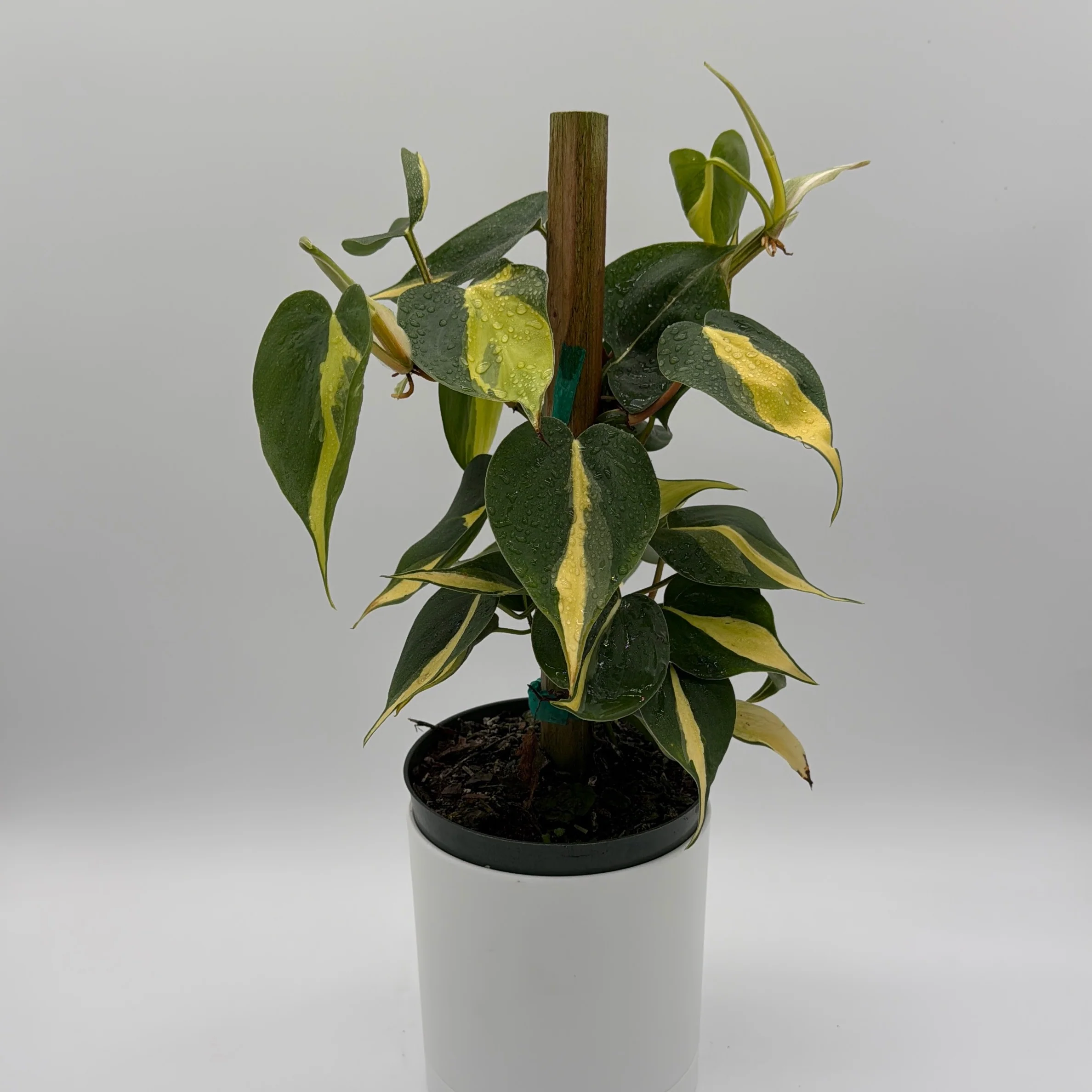 Philodendron Brazil - Image 3