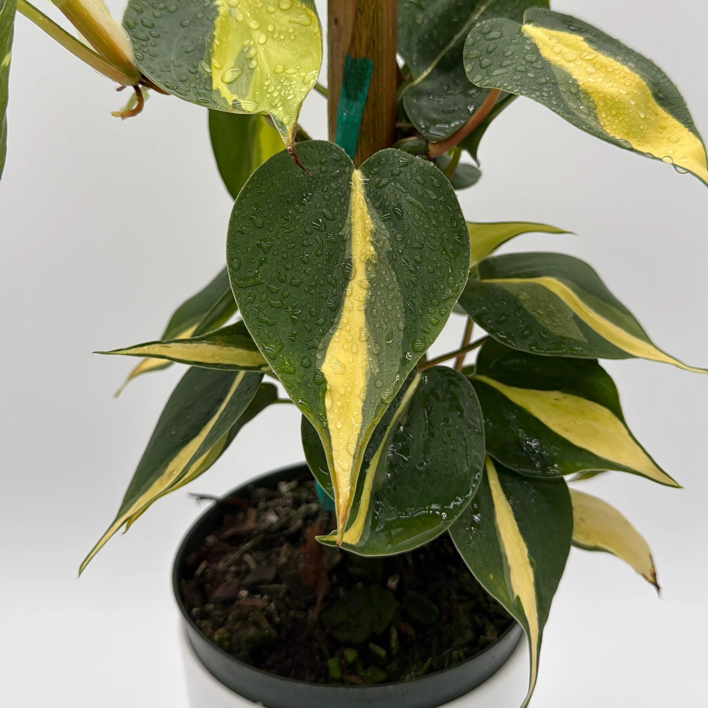 Philodendron Brazil - Image 4