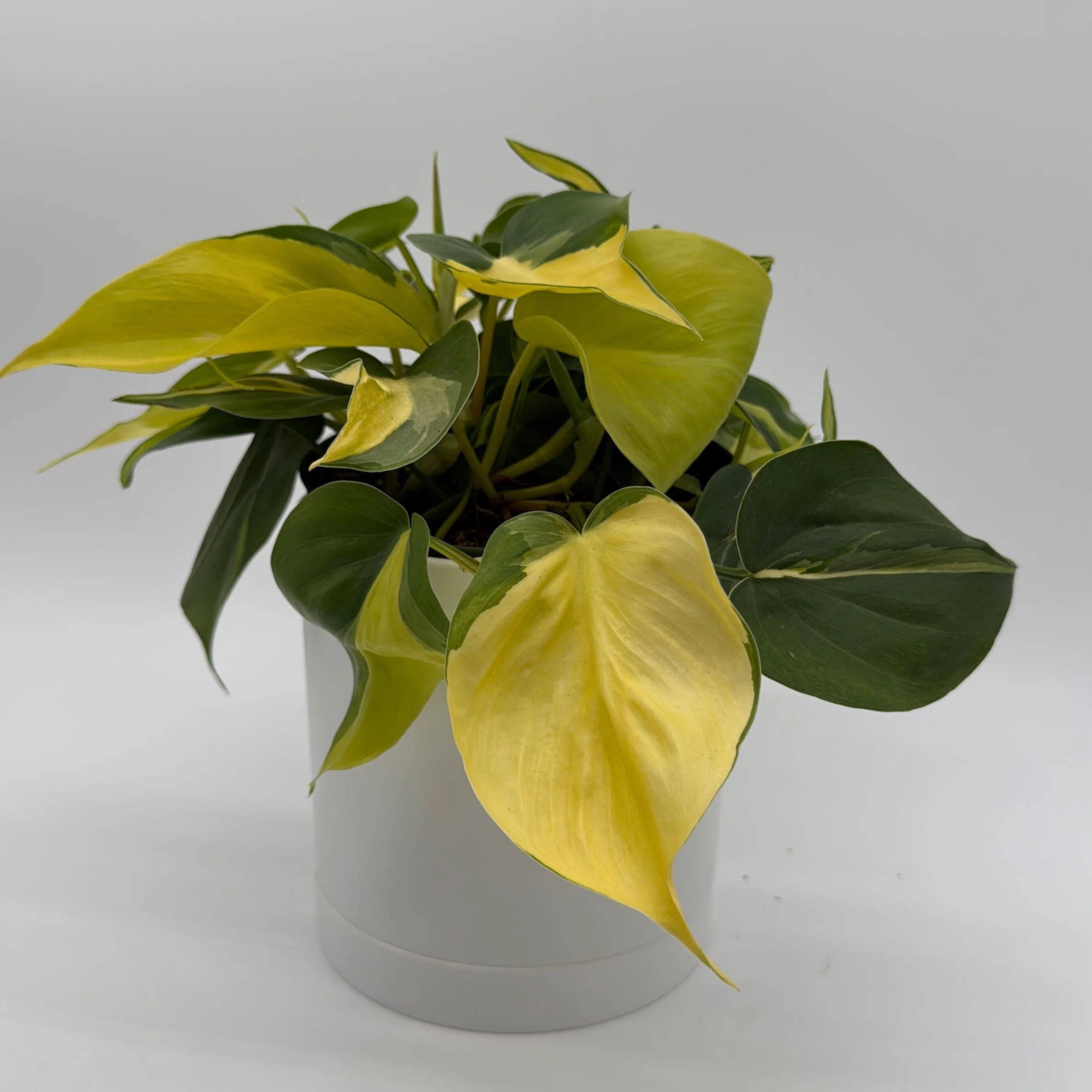 Philodendron Brazil - Image 5