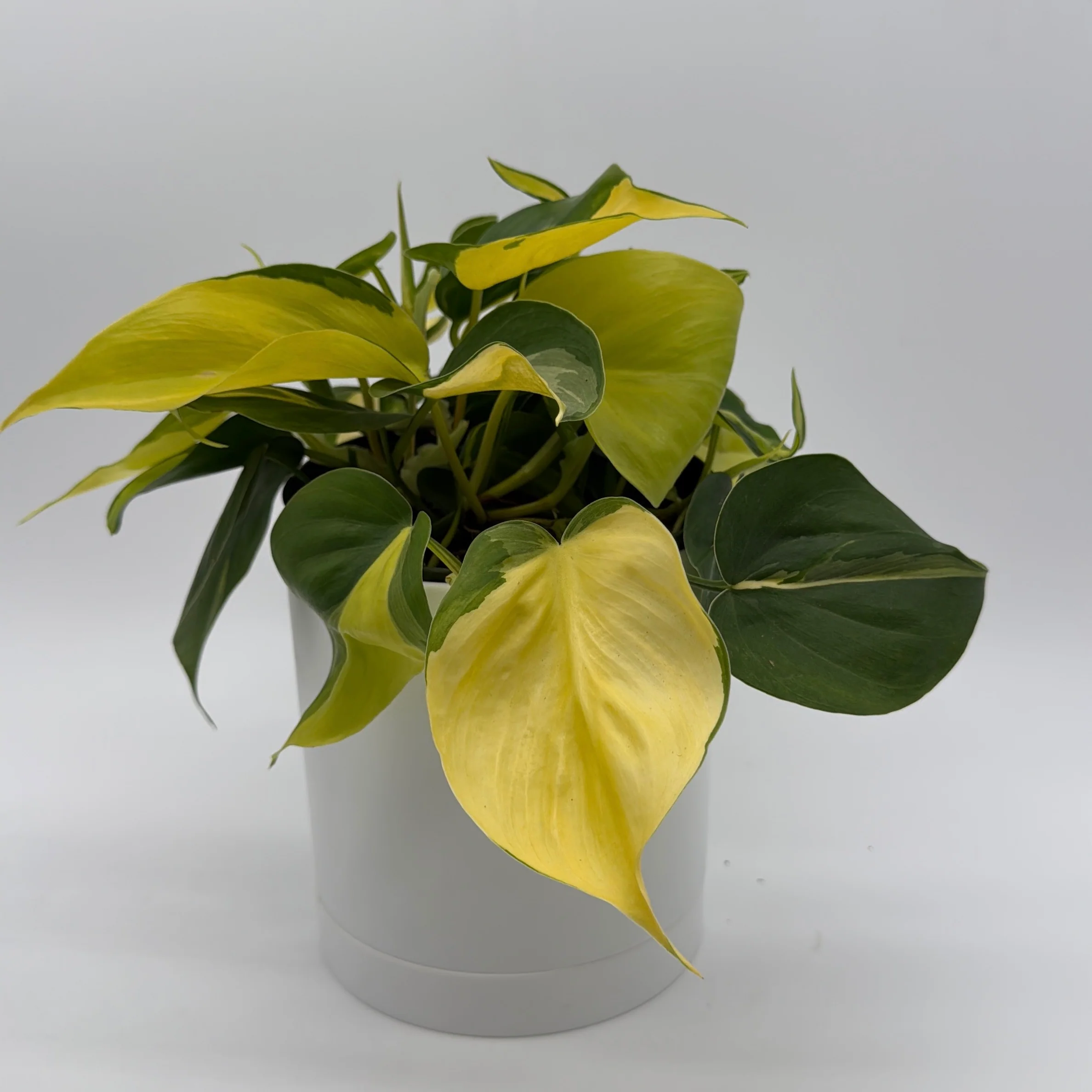 Philodendron Brazil - Image 6