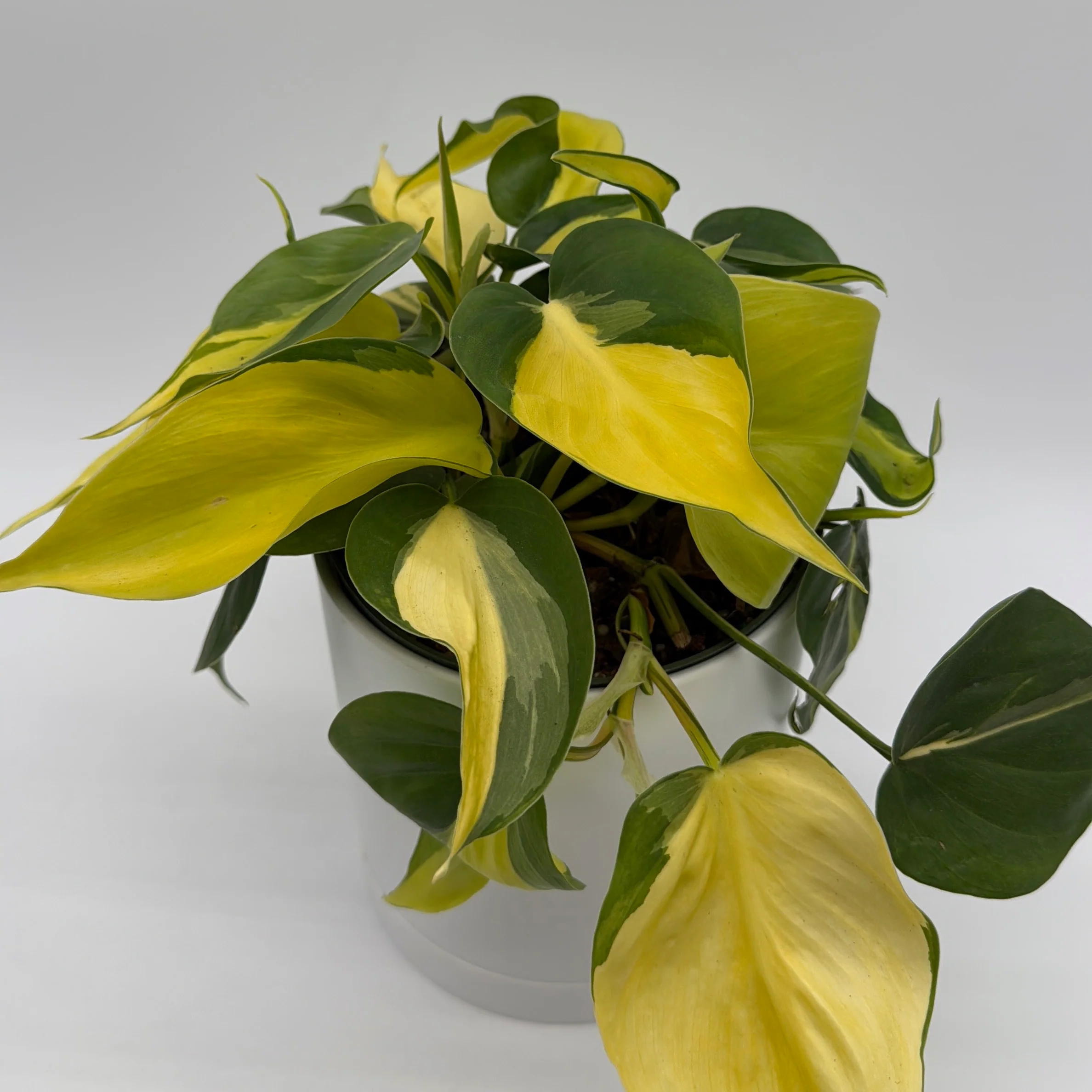 Philodendron Brazil - Image 7