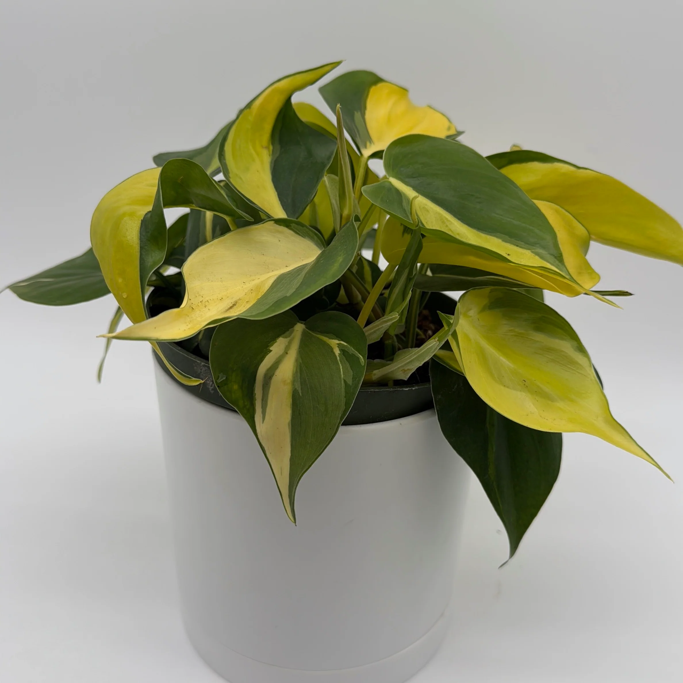 Philodendron Brazil - Image 8