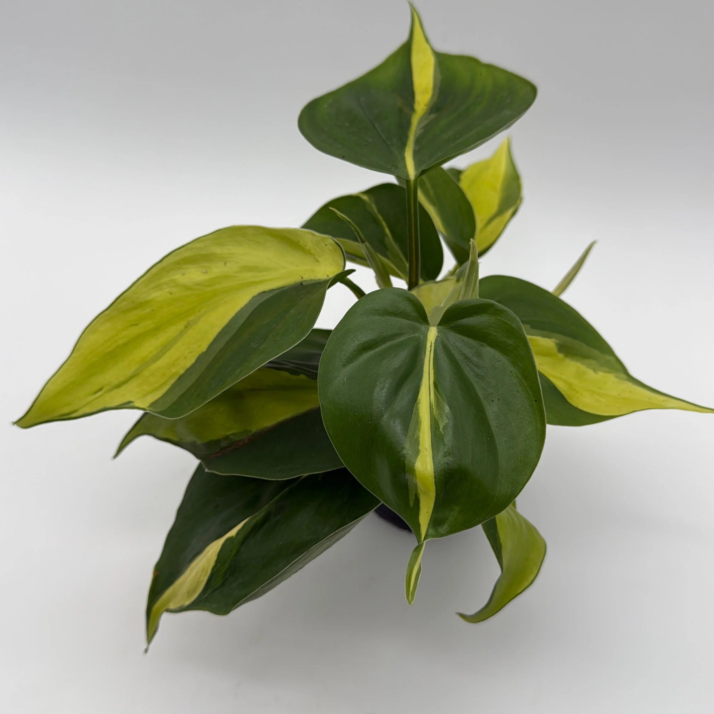 Philodendron Brazil - Image 9