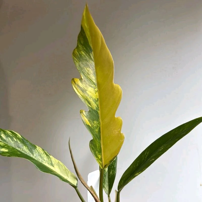 Philodendron Caramel Marble - Image 2