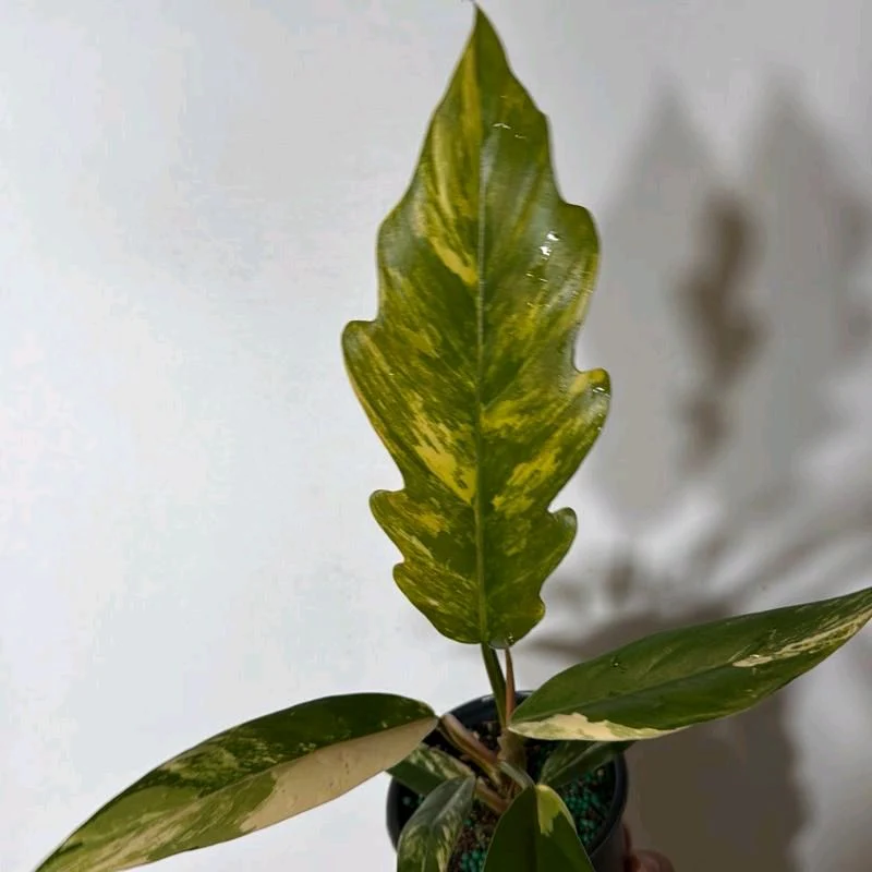 Philodendron Caramel Marble - Image 3