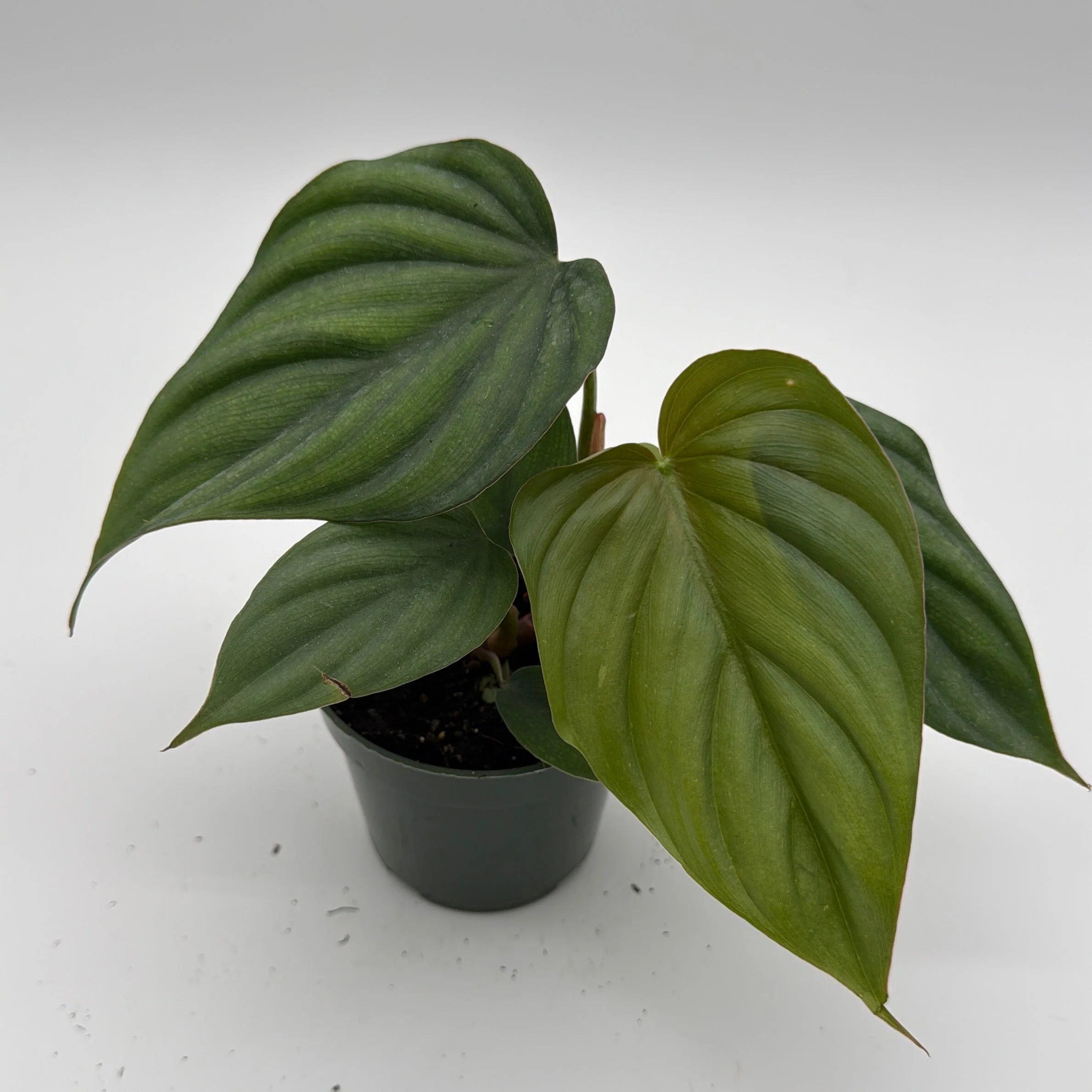 Philodendron Colombia - Image 2
