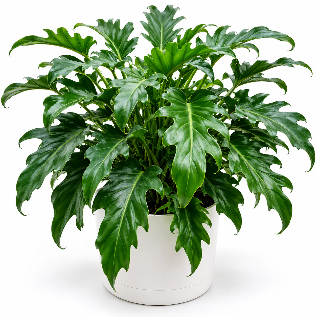 Philodendron Deja Vu