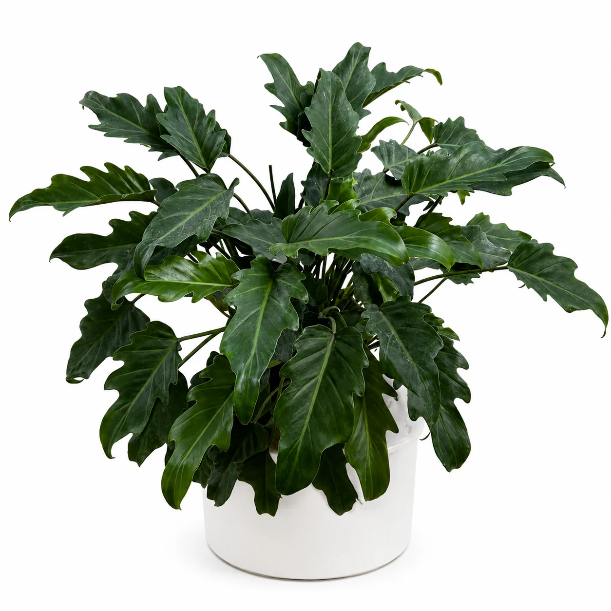 Philodendron Deja Vu - Image 2