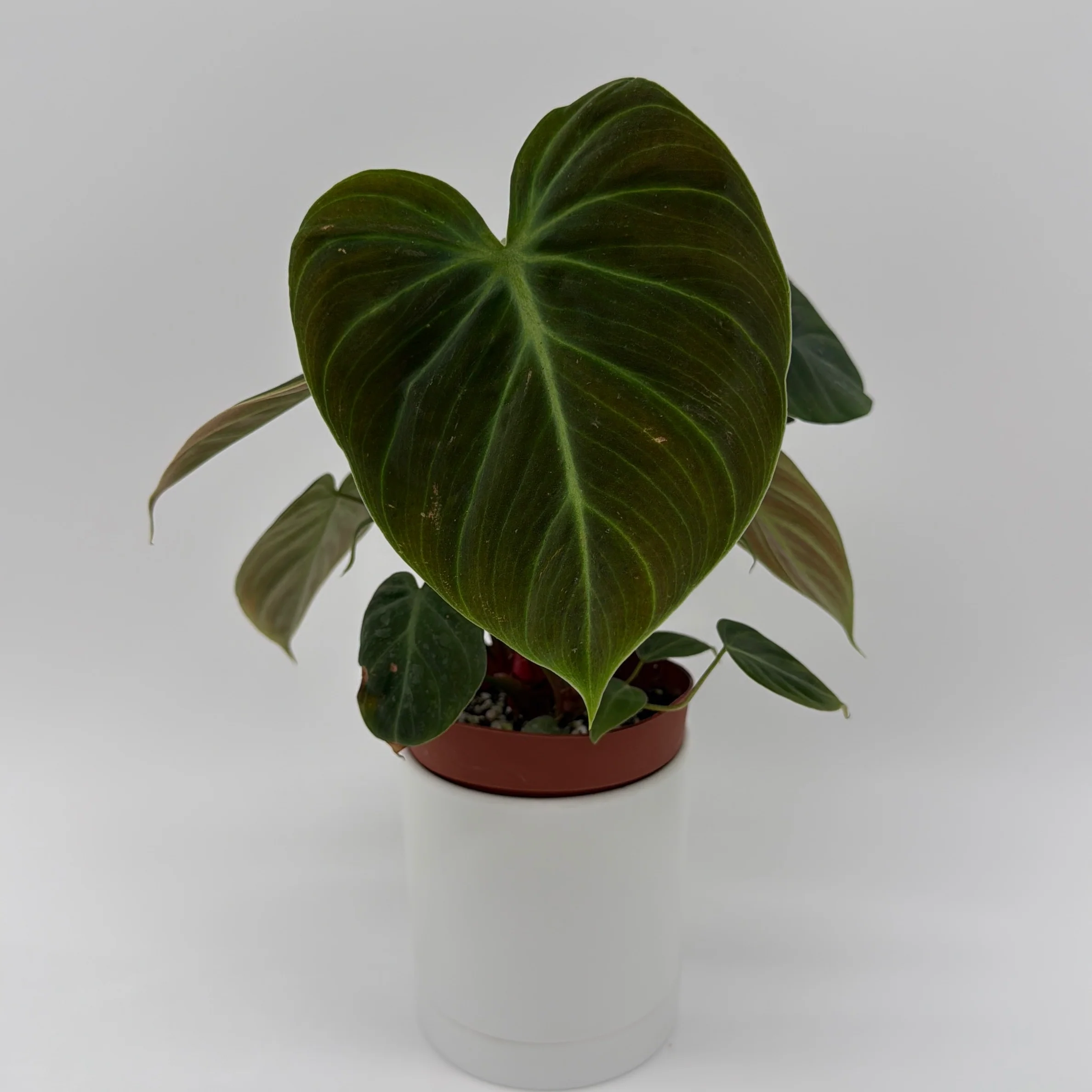 Philodendron El Choco Red