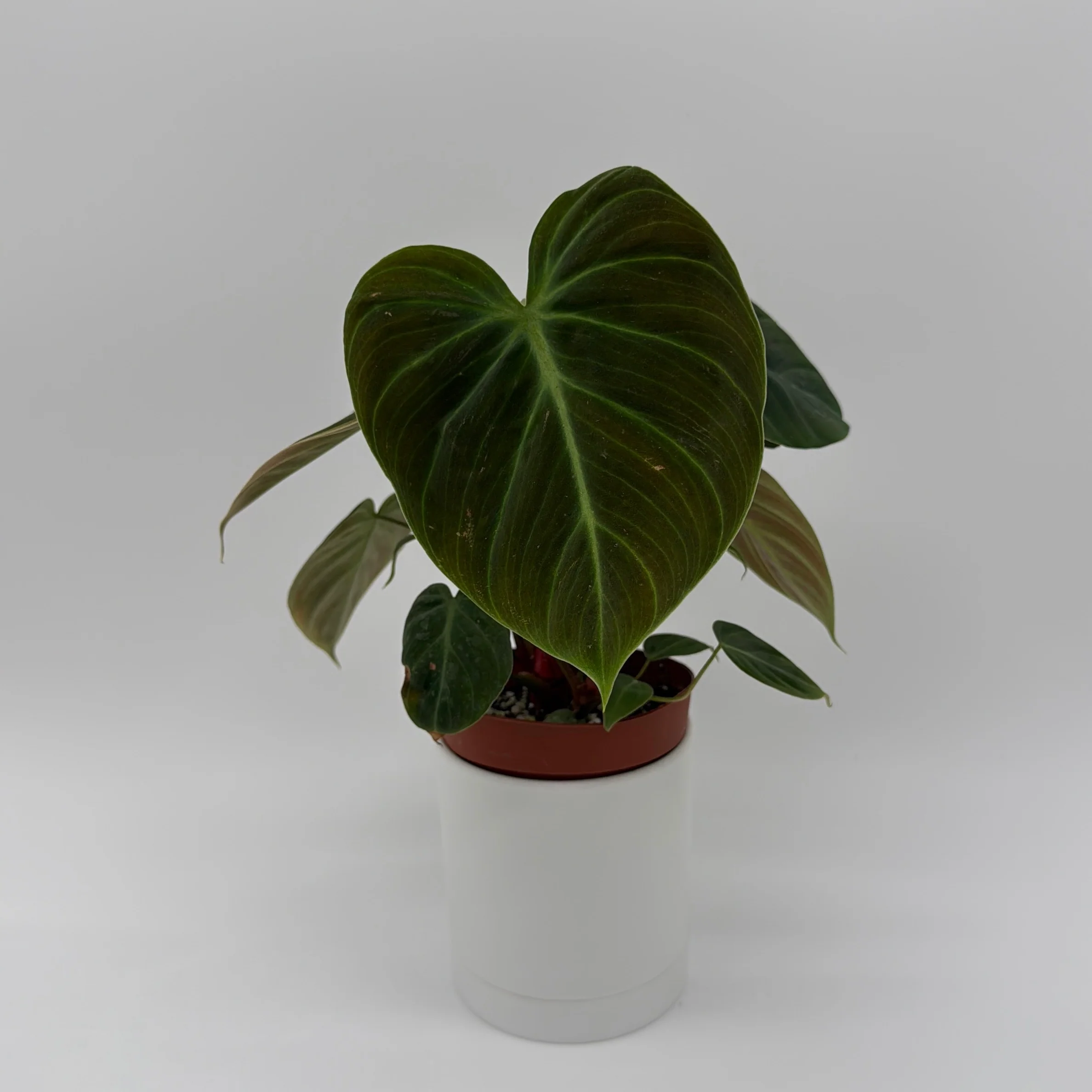 Philodendron El Choco Red - Image 2