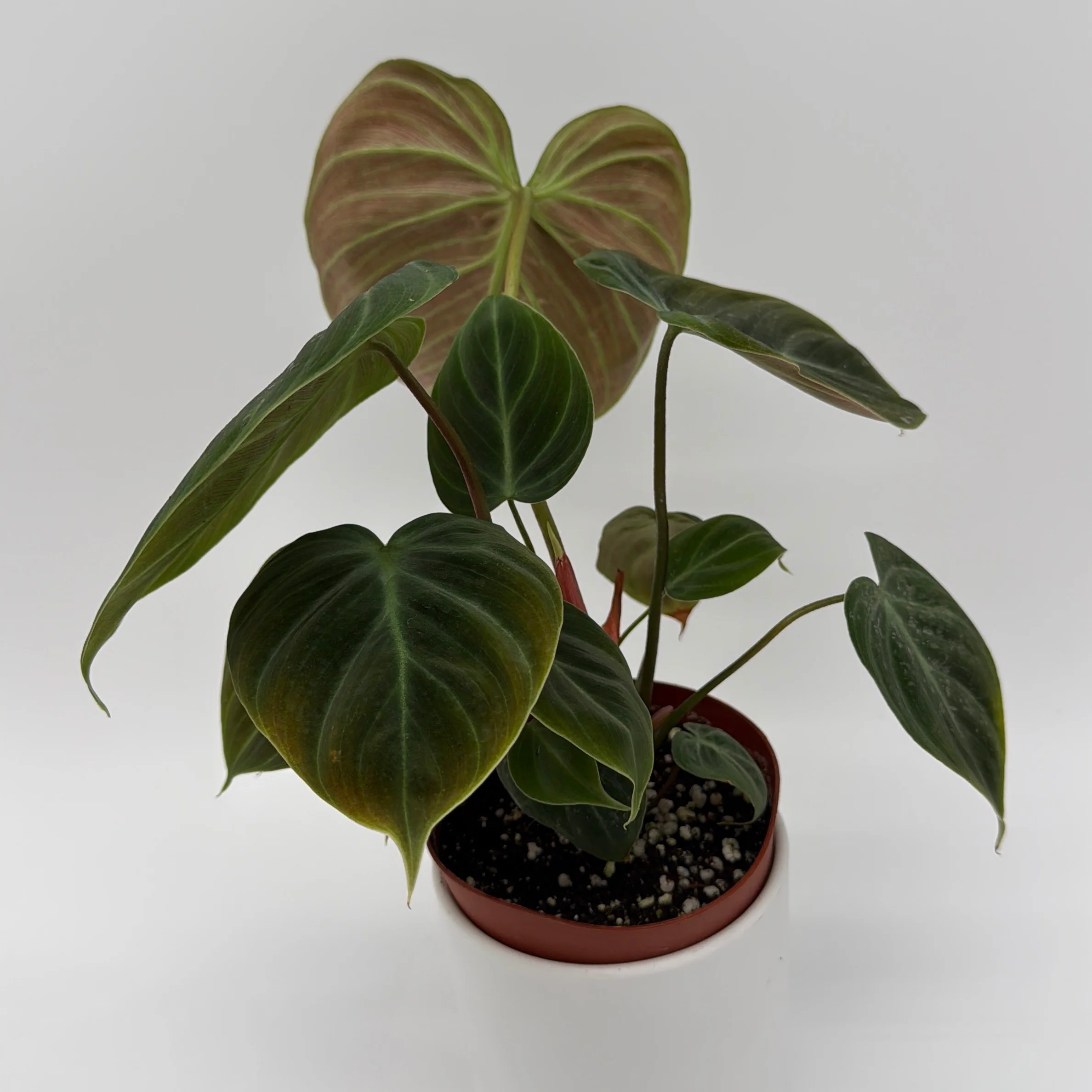 Philodendron El Choco Red - Image 3