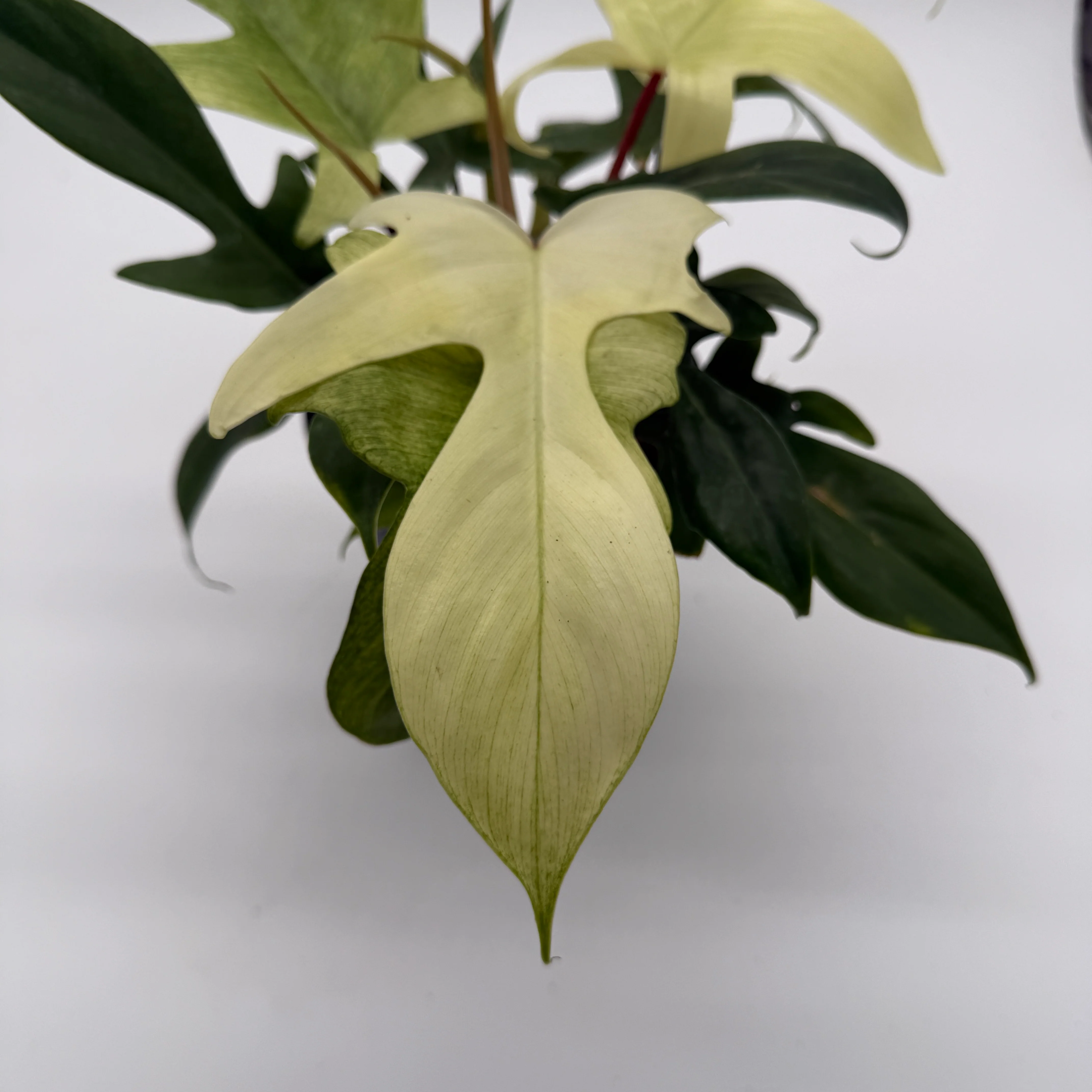 Philodendron Florida Ghost Mint - Image 2